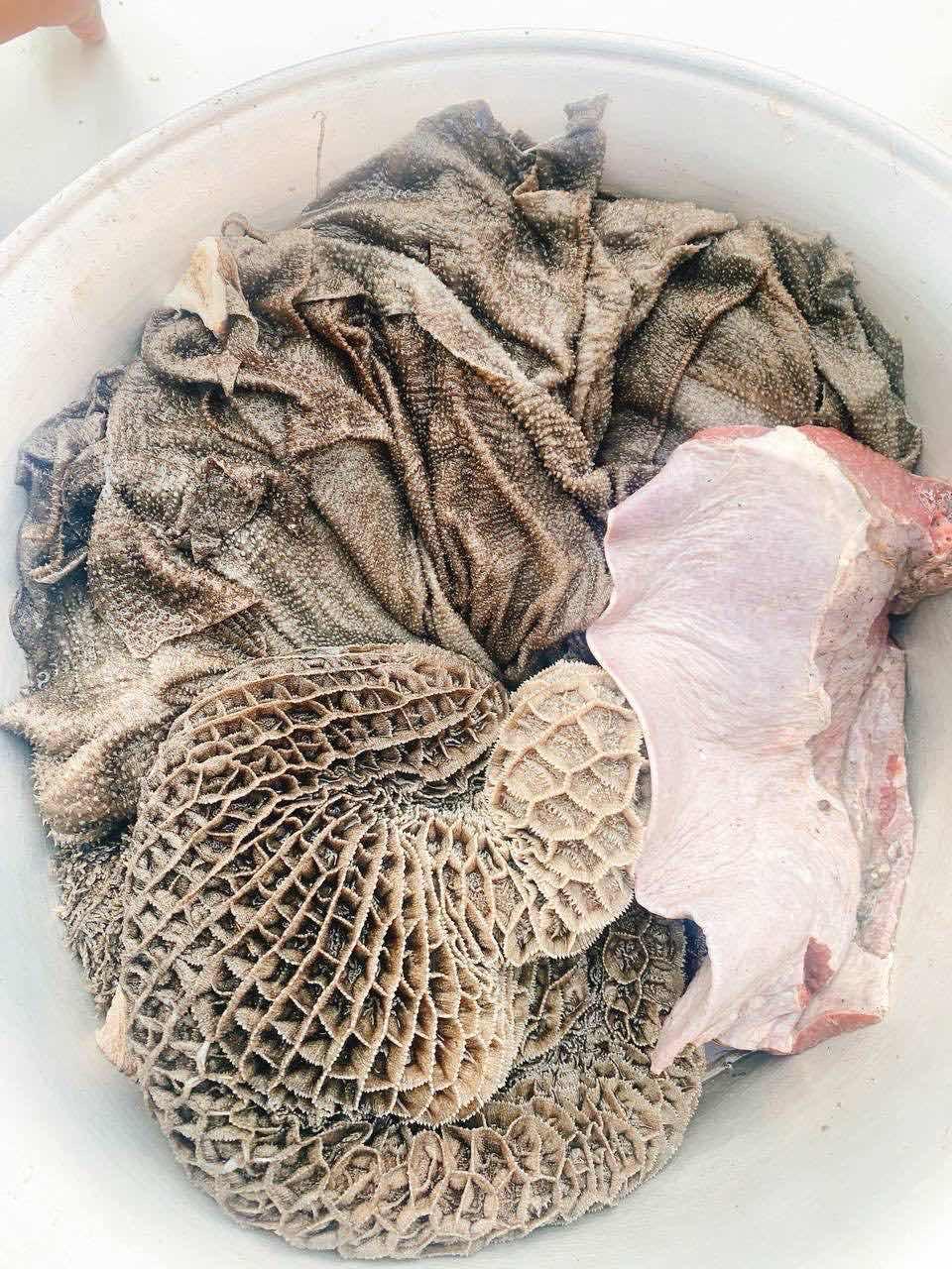 ពោះគោ