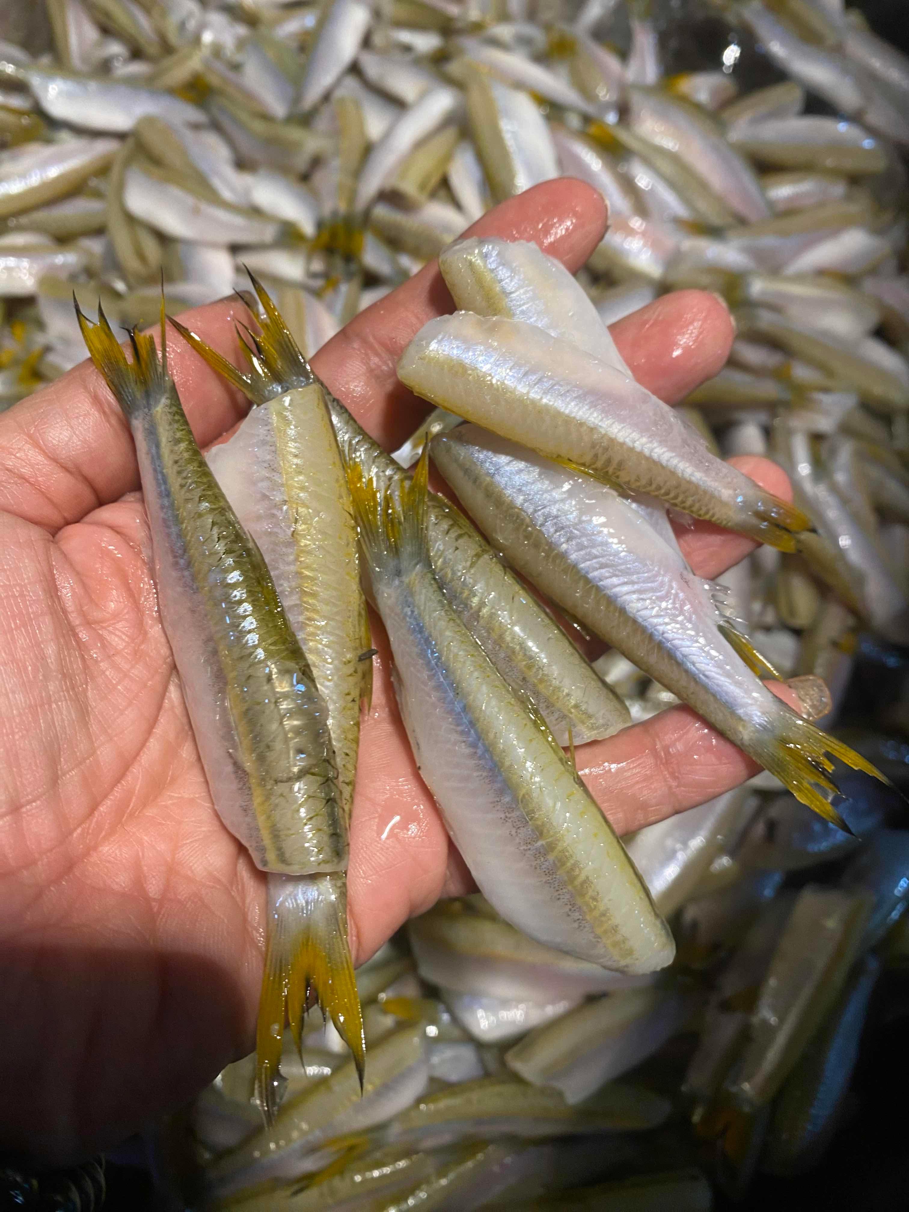 ត្រីចង្វាមូល ធំៗ