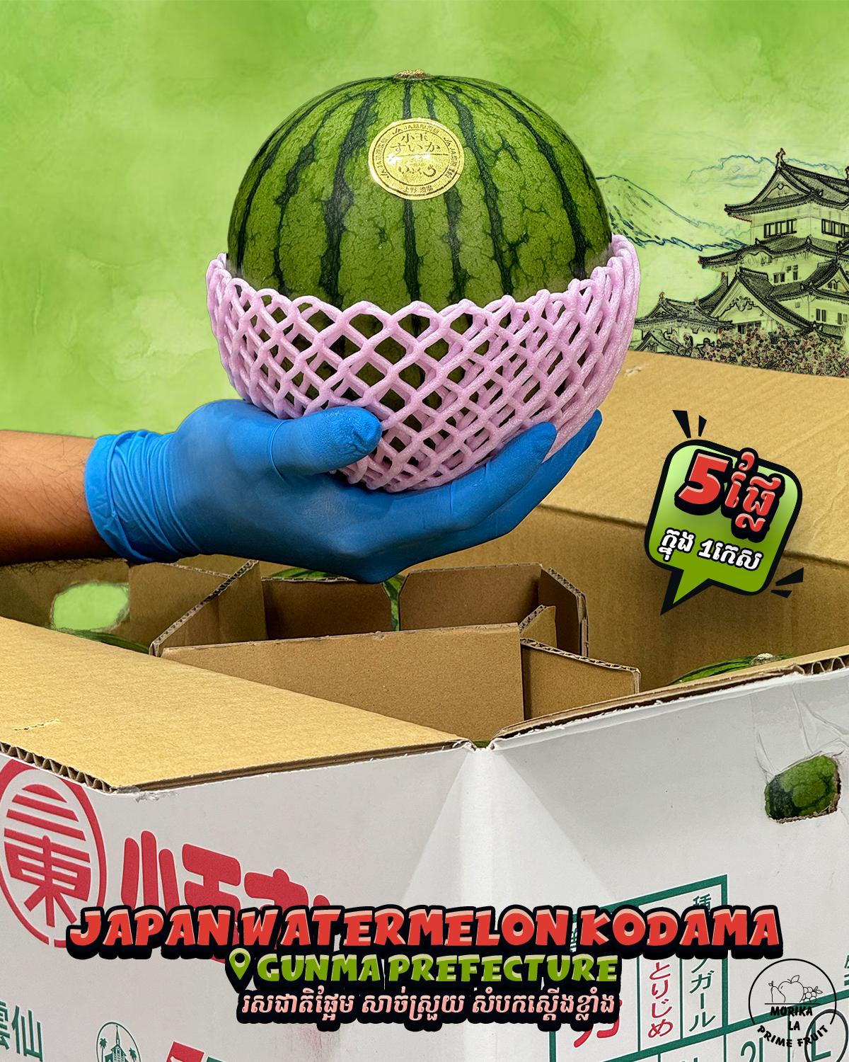 Japan Watermelon Benikodama 🍉 