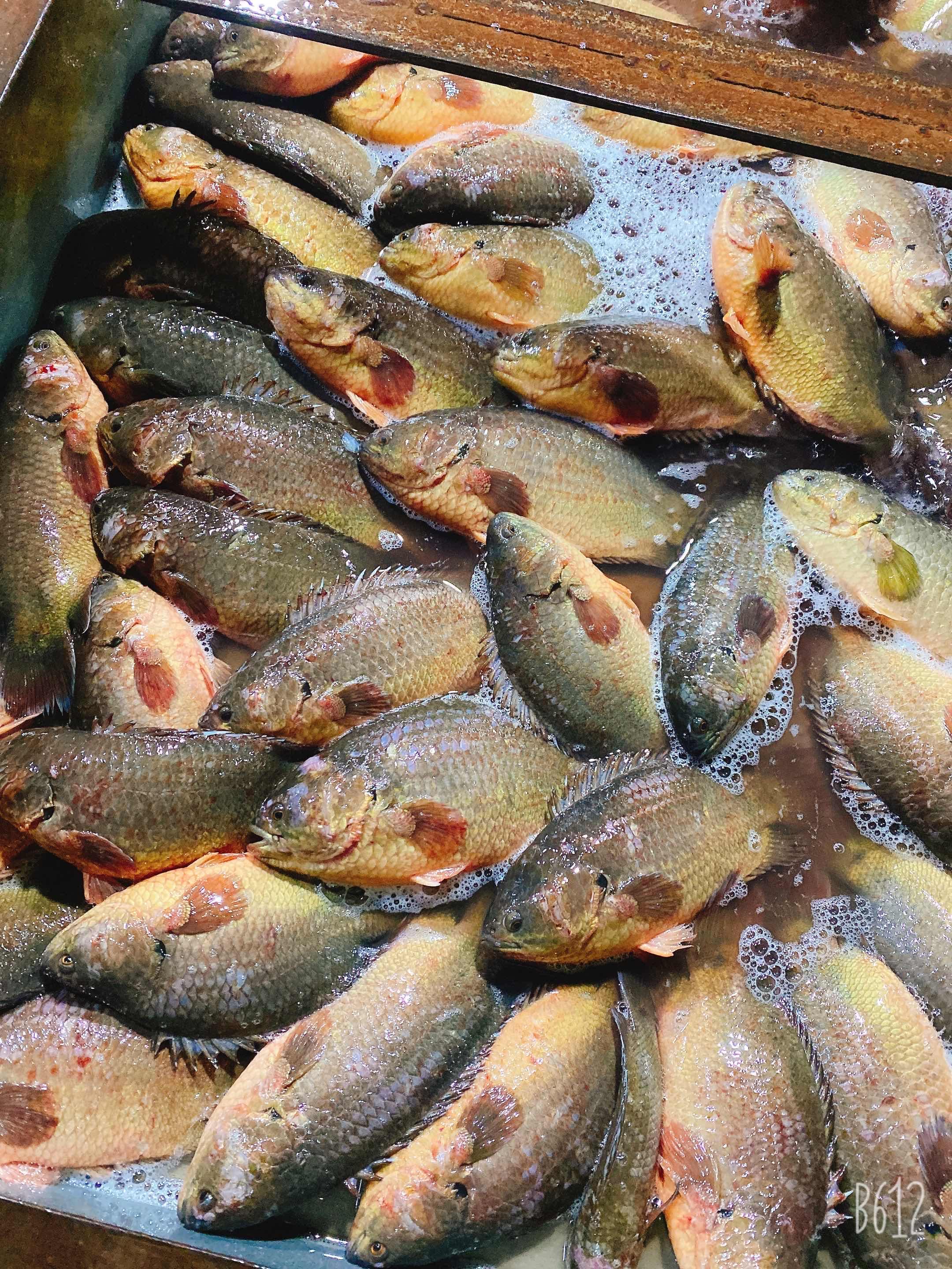 ត្រីក្រាញ់