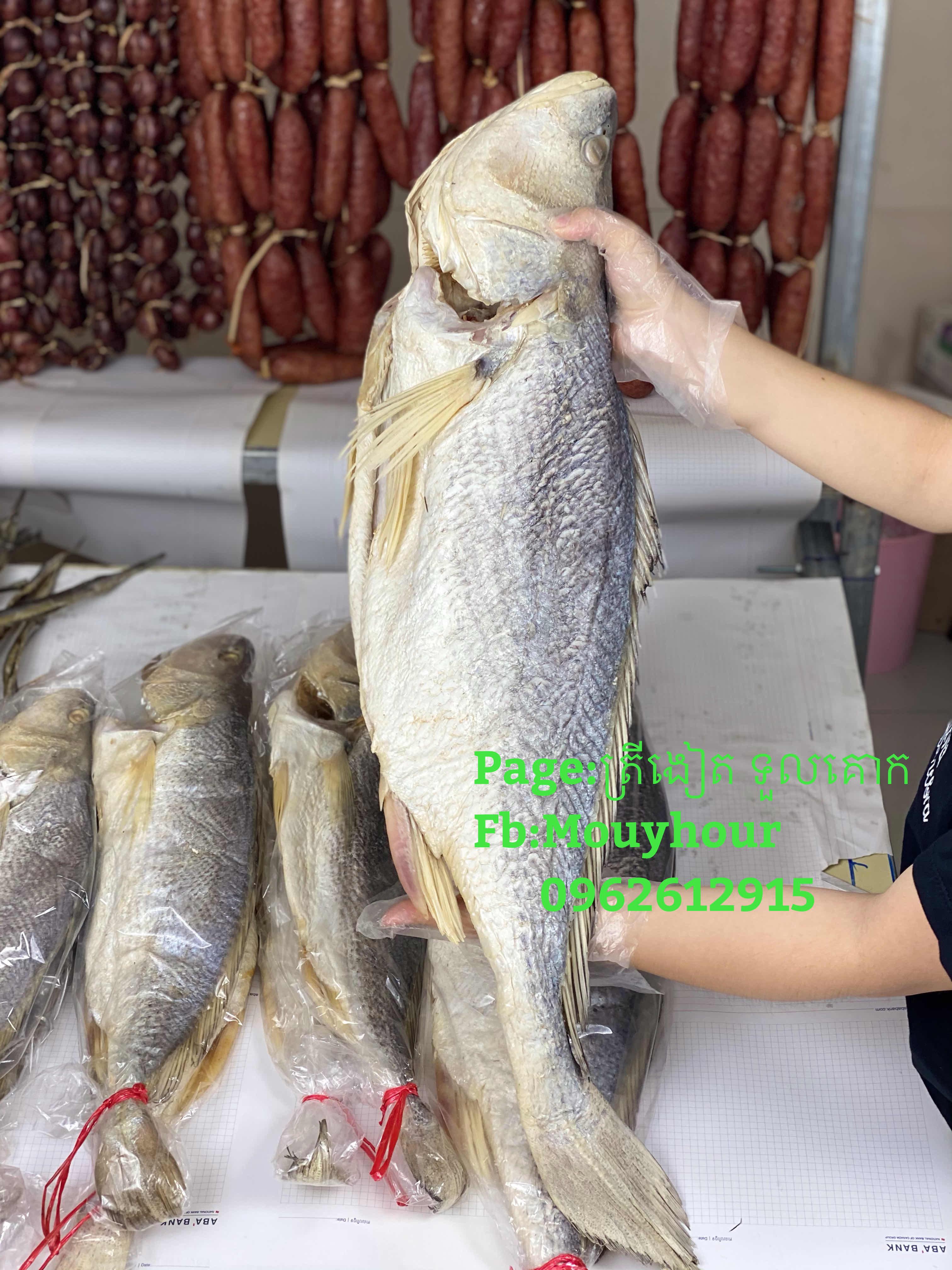 ប្រម៉ាធំ