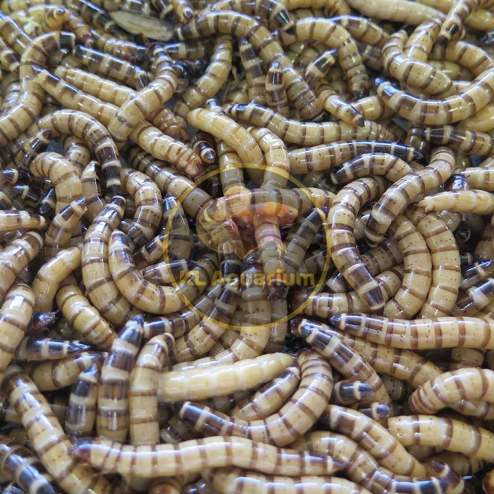 ដង្កូវត្រីនាគ Superworm