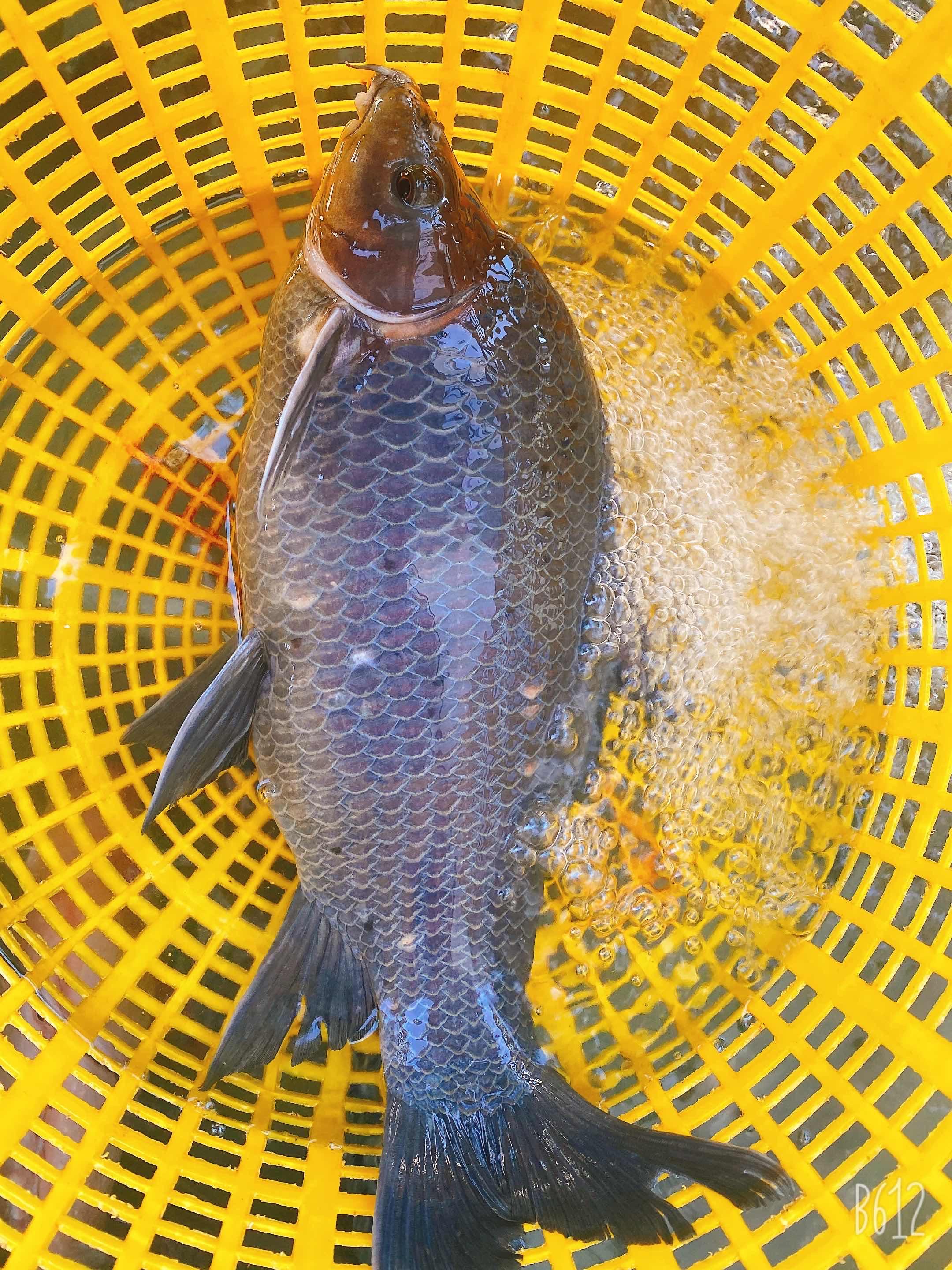 ត្រីក្អែក