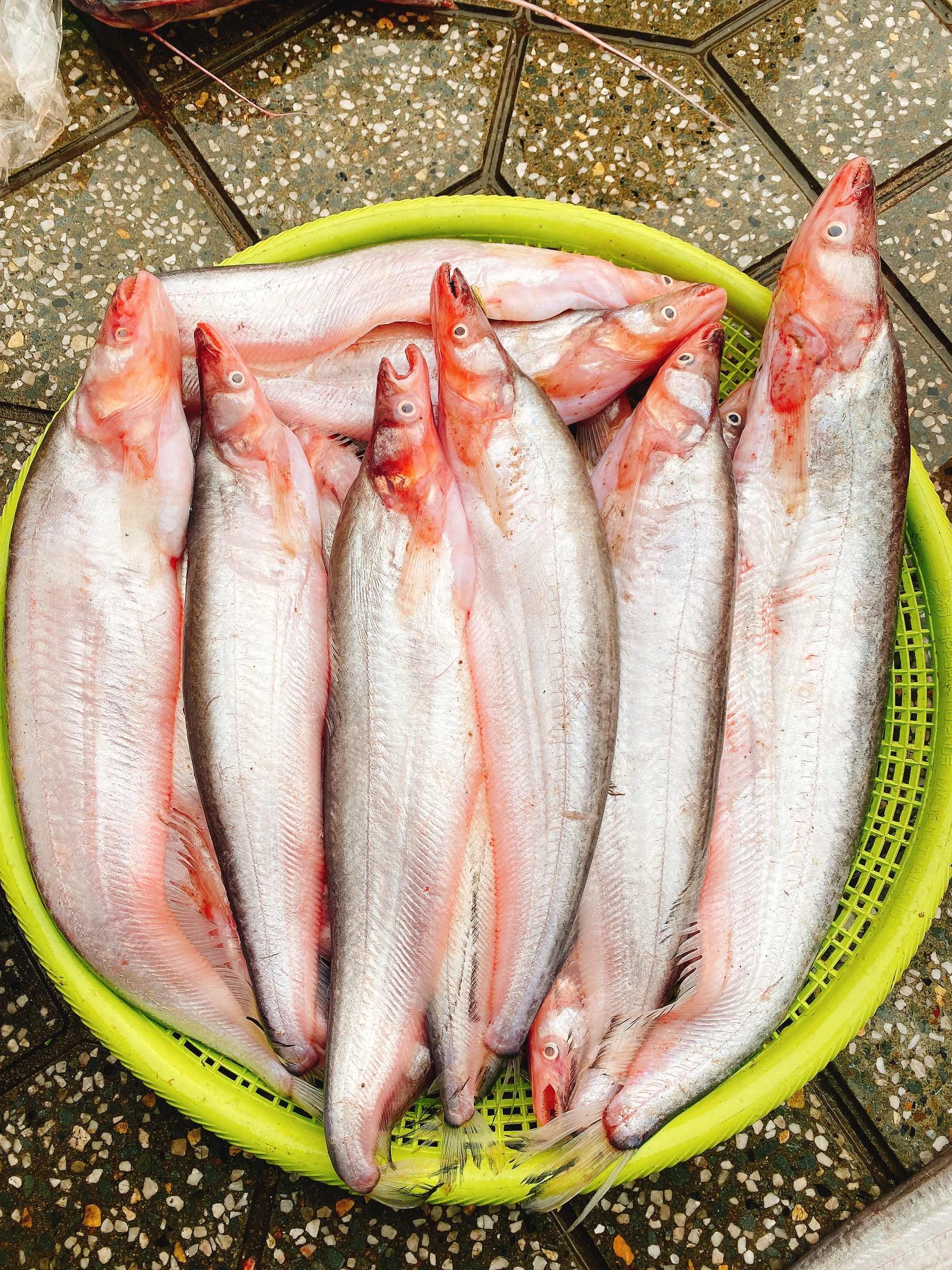 ត្រីកេសធំ