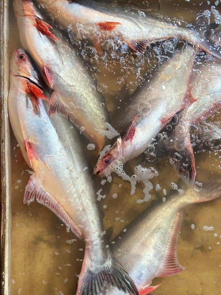 ត្រីប្រា