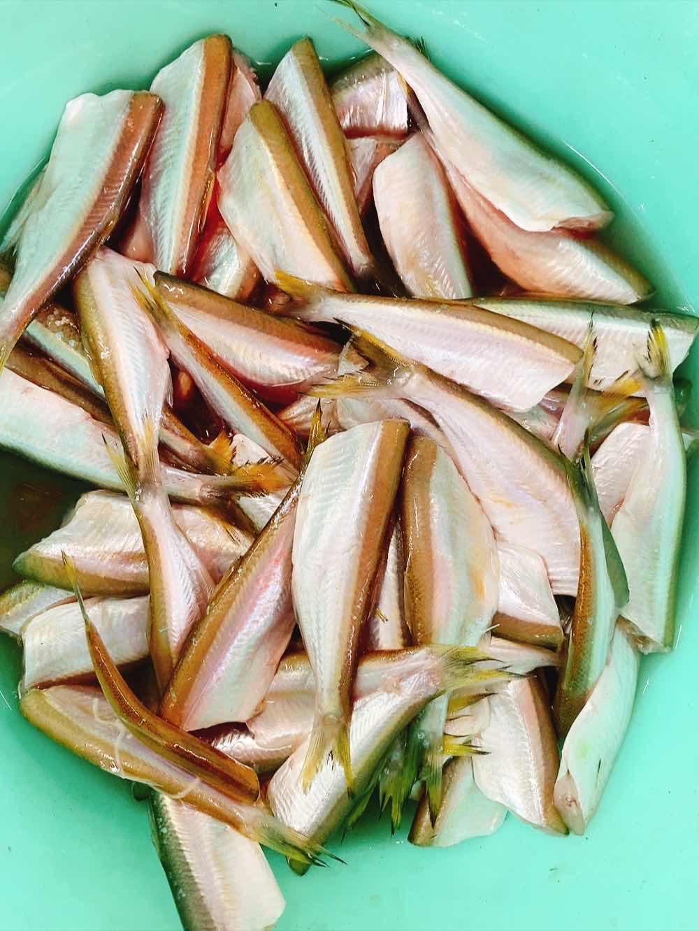 ត្រីស្លឹកអាសី ធំៗ