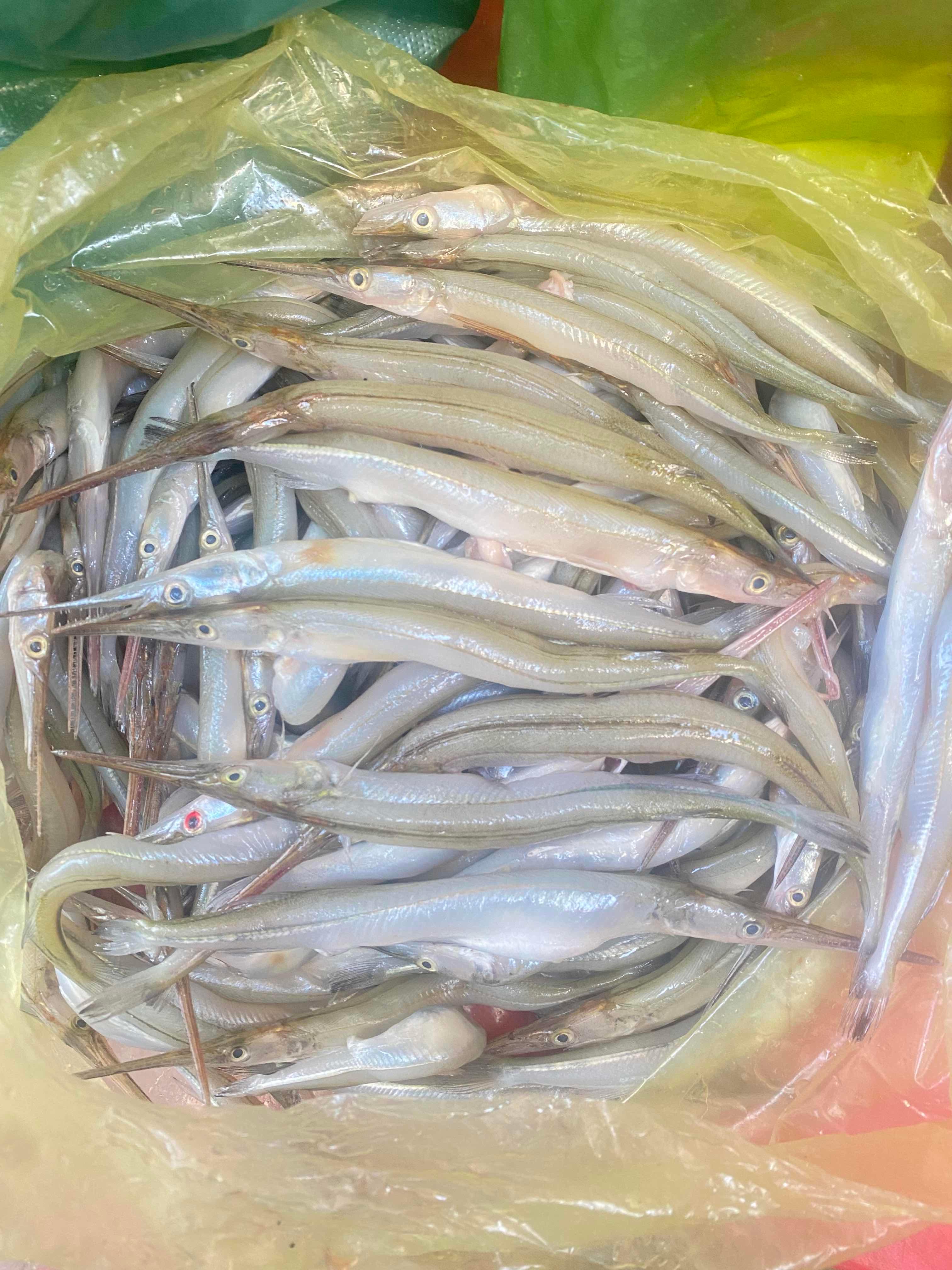 ត្រីផ្ទោង