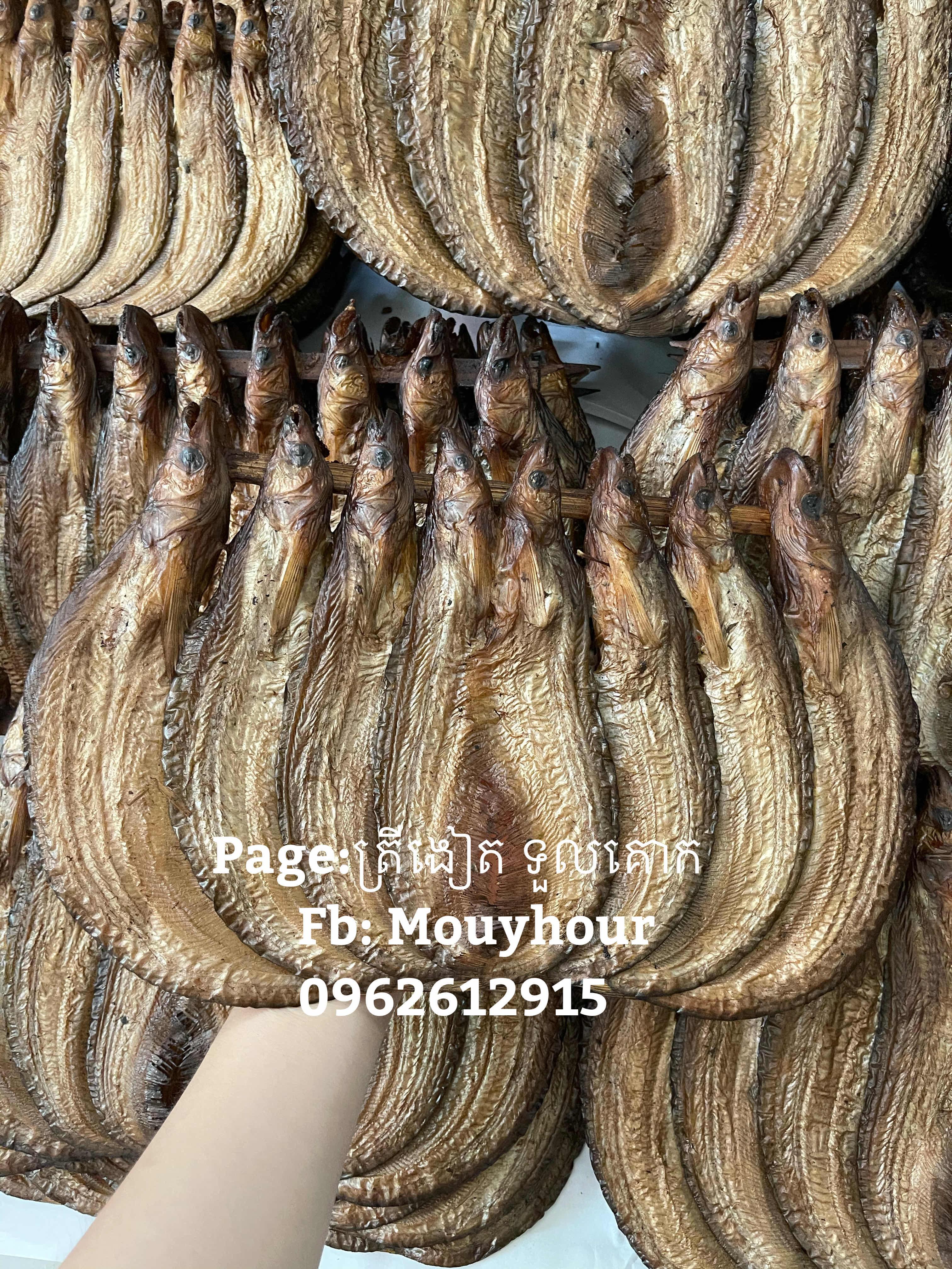 ត្រីឆ្អើកេសក្បាល8