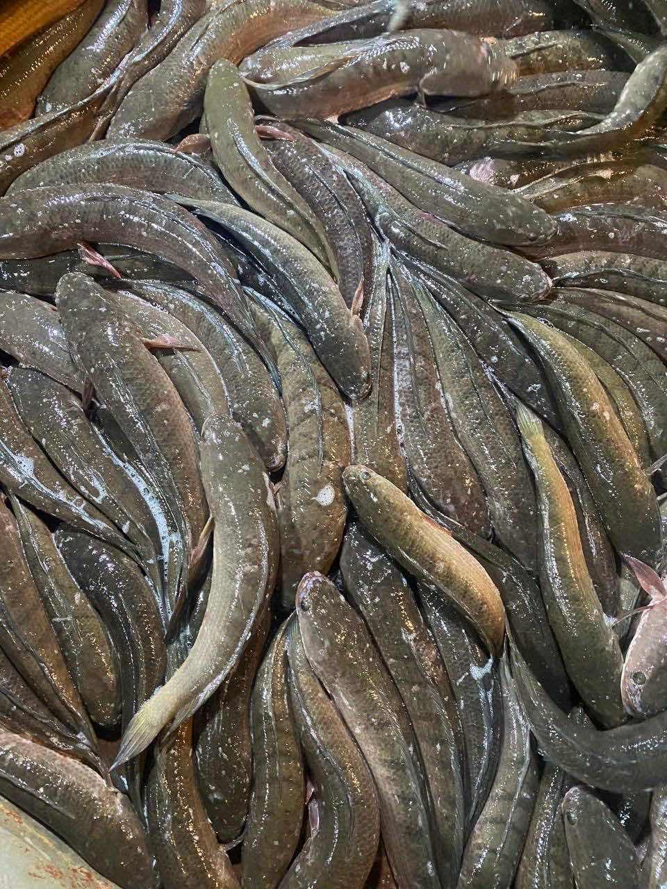 ត្រីរ៉ស់