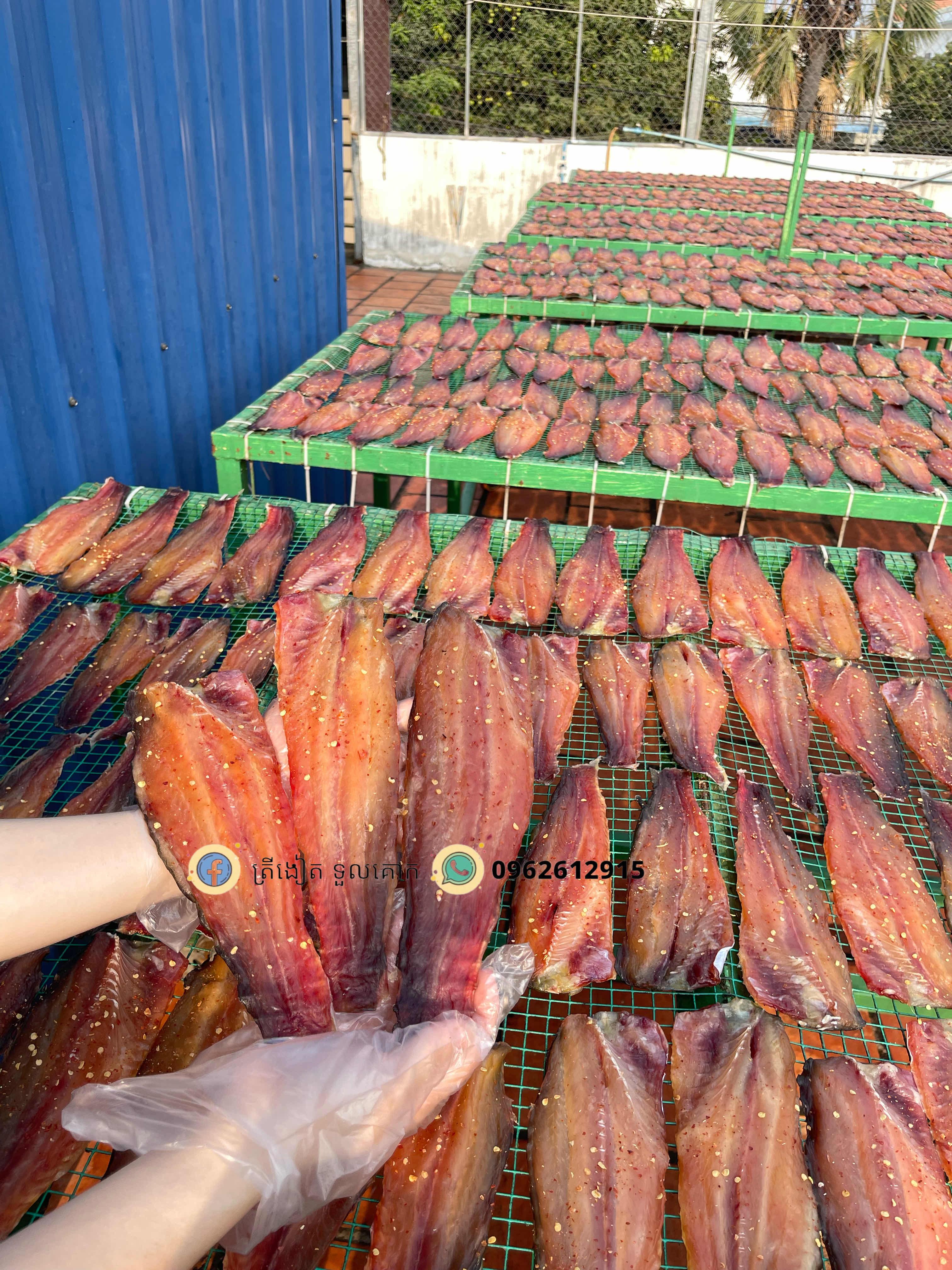 ត្រីកែទន្លេសាច់សុត