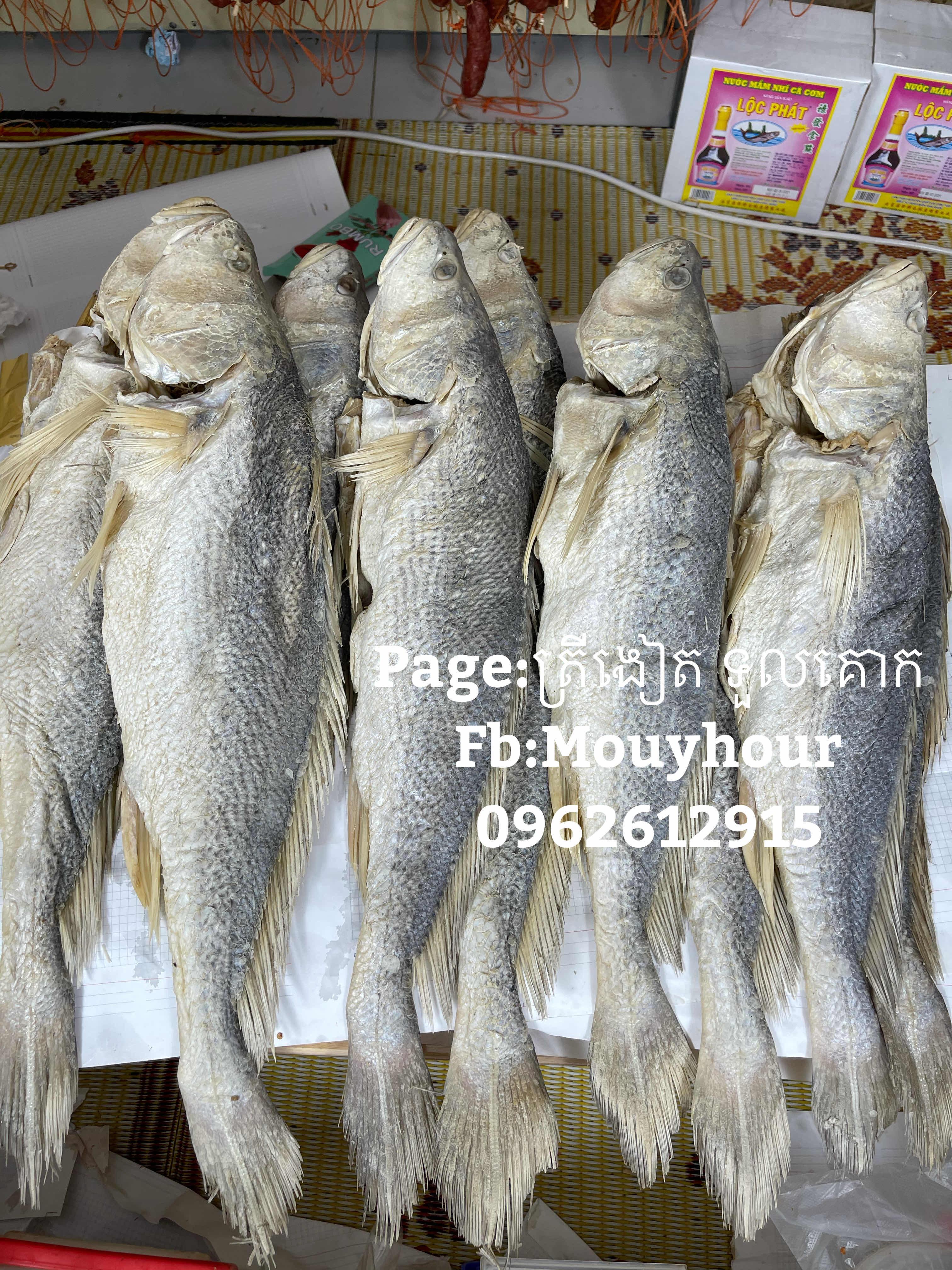 ត្រីប្រម៉ាតូច