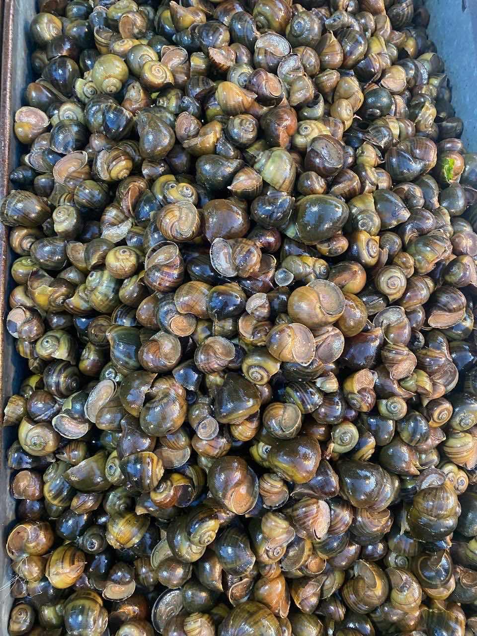 ខ្យងស្រែ