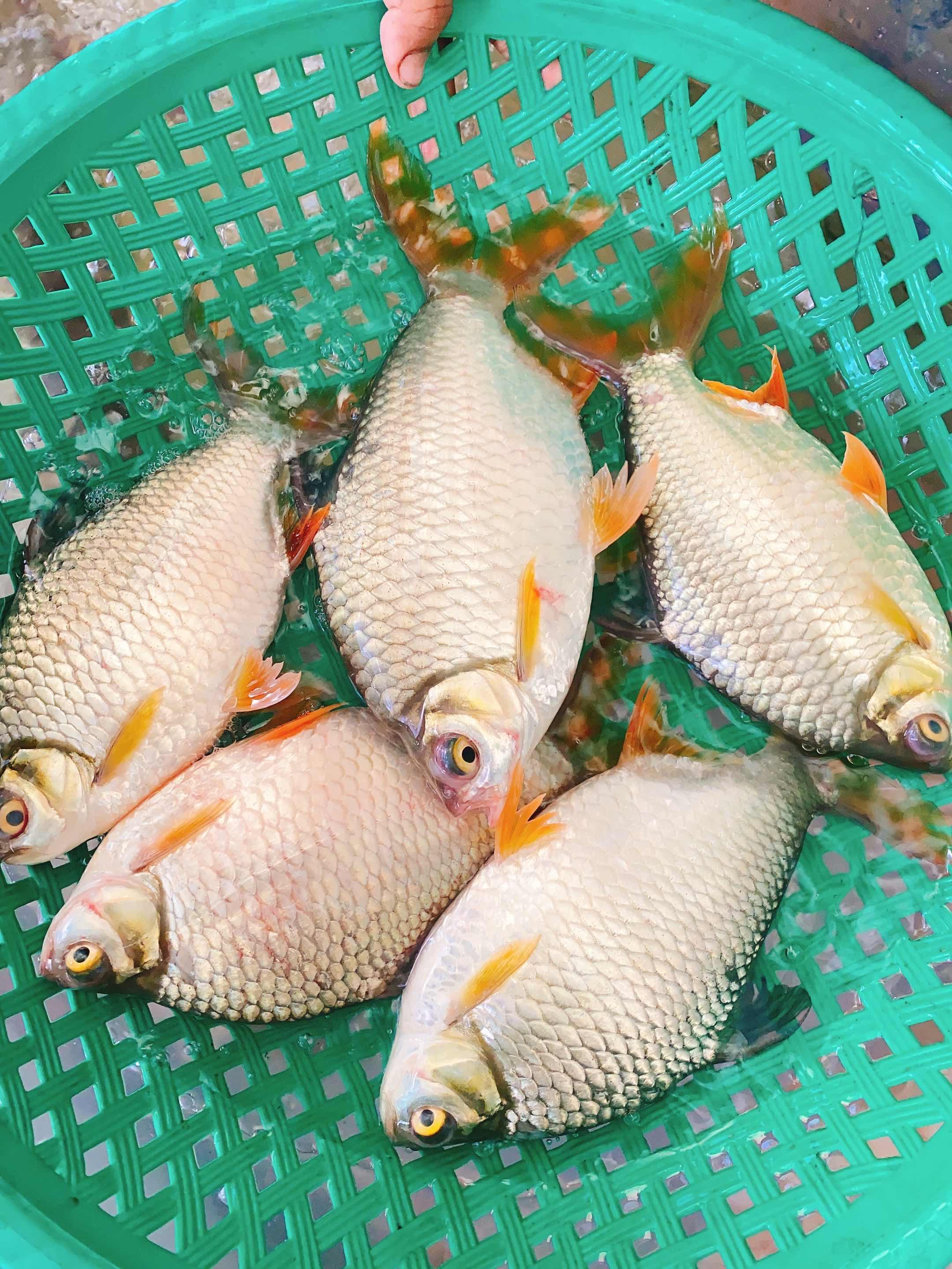 ត្រីកាហែ