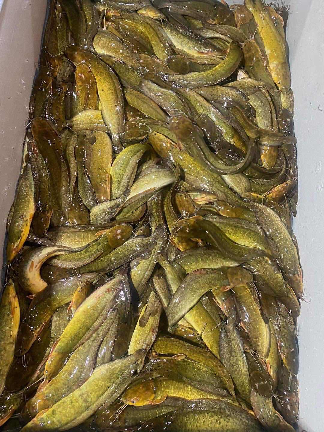 ត្រីអណ្តែងទន់