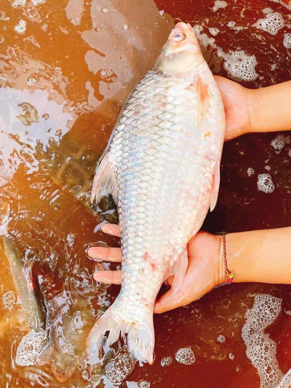 ត្រីឆ្កោកធំ
