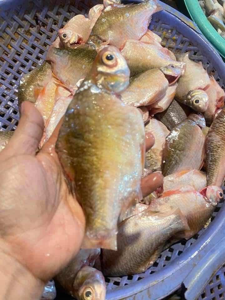 ត្រីចាកែង ធំៗ
