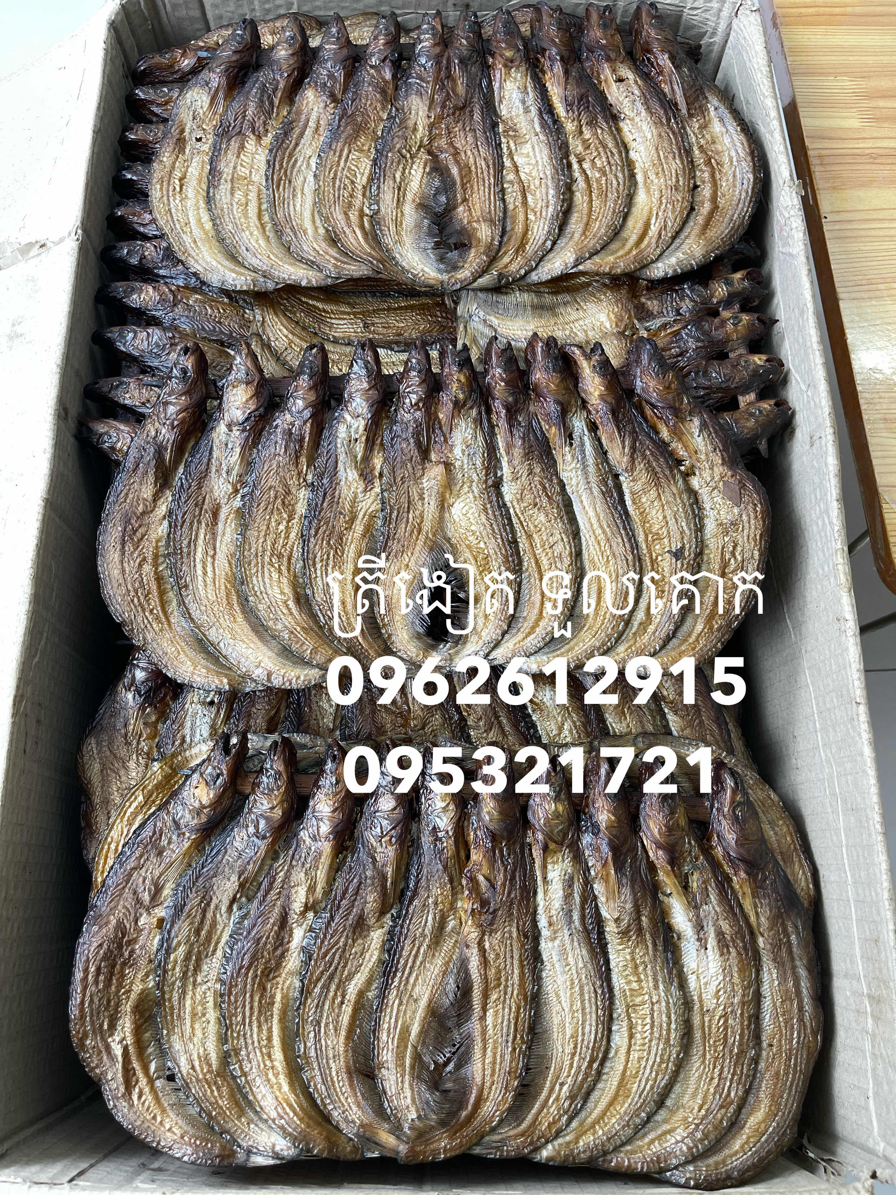 ត្រីឆ្អើកេសក្បាល10