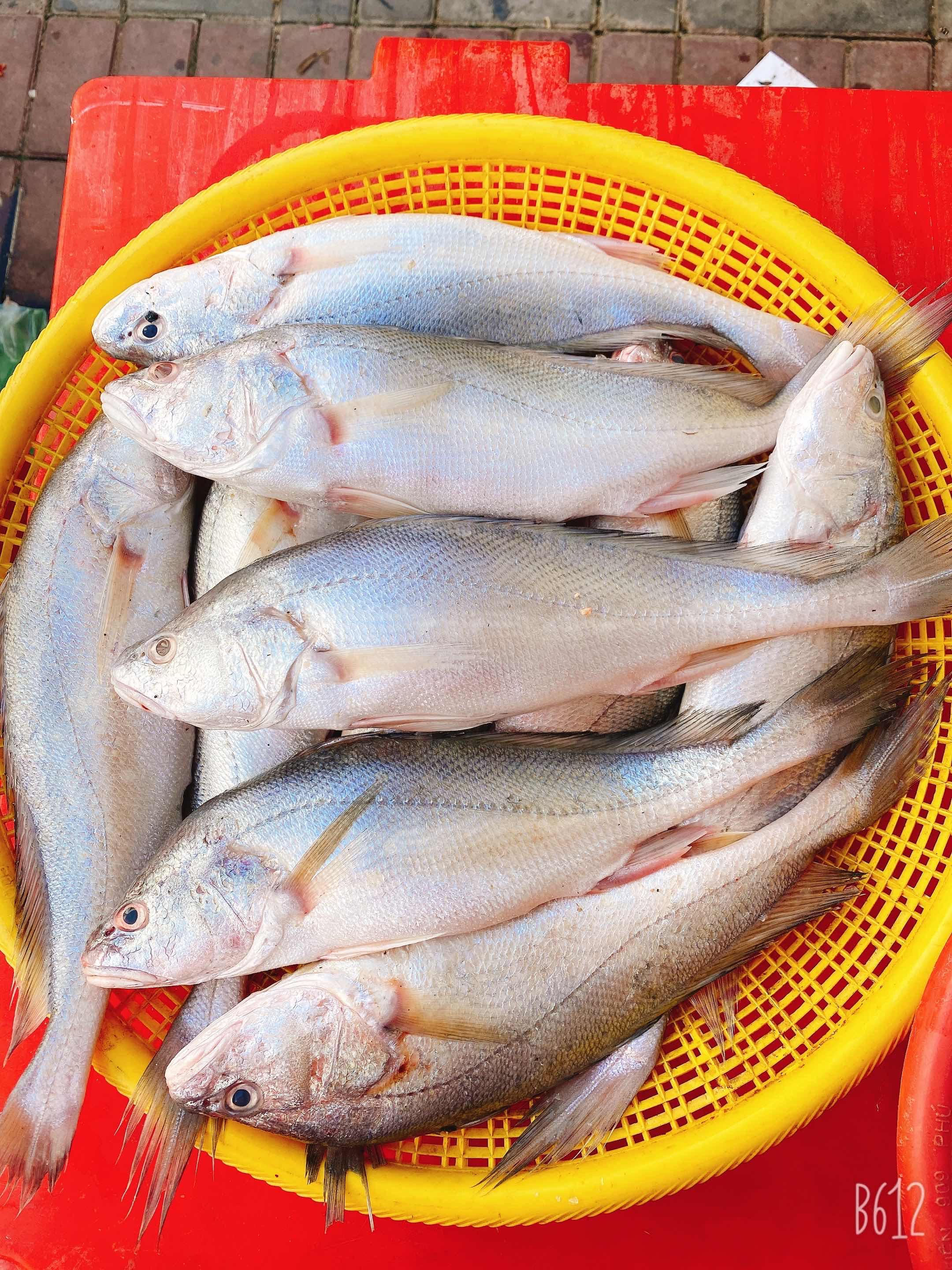 ត្រីប្រម៉ាស្រស់ៗ