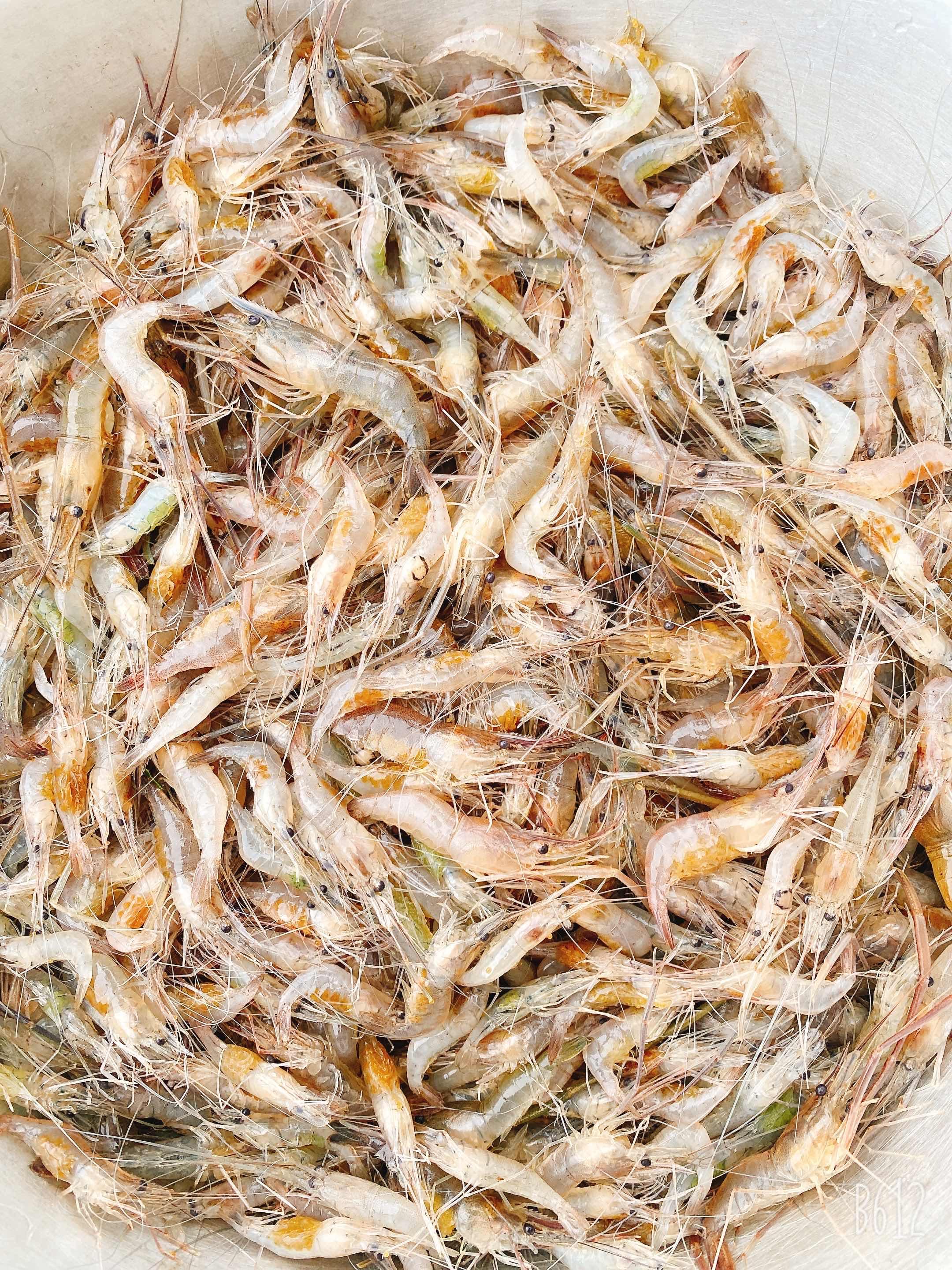 កំពឹសតូចល្មម