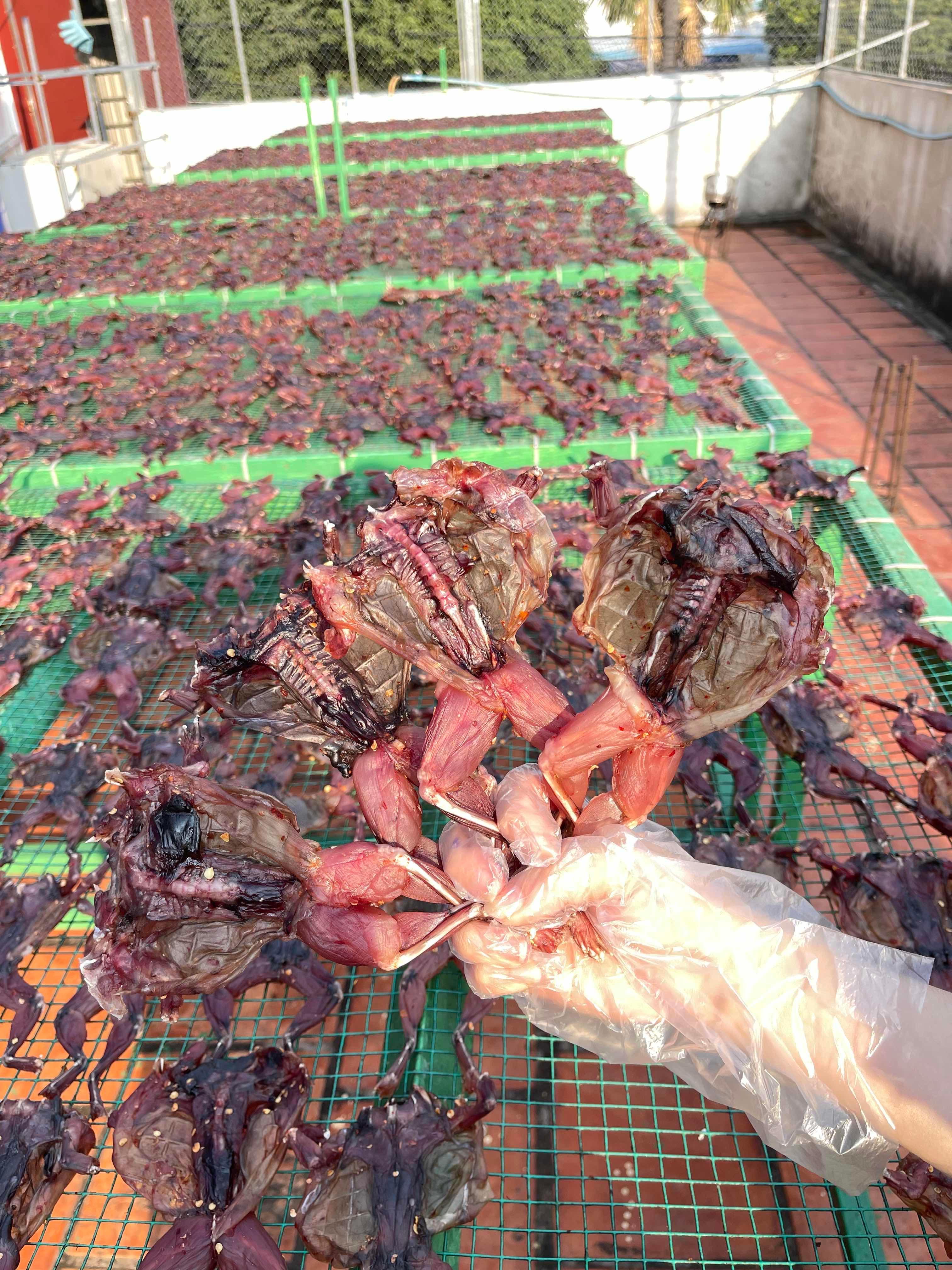 ងៀតកង្កែបស្រែ