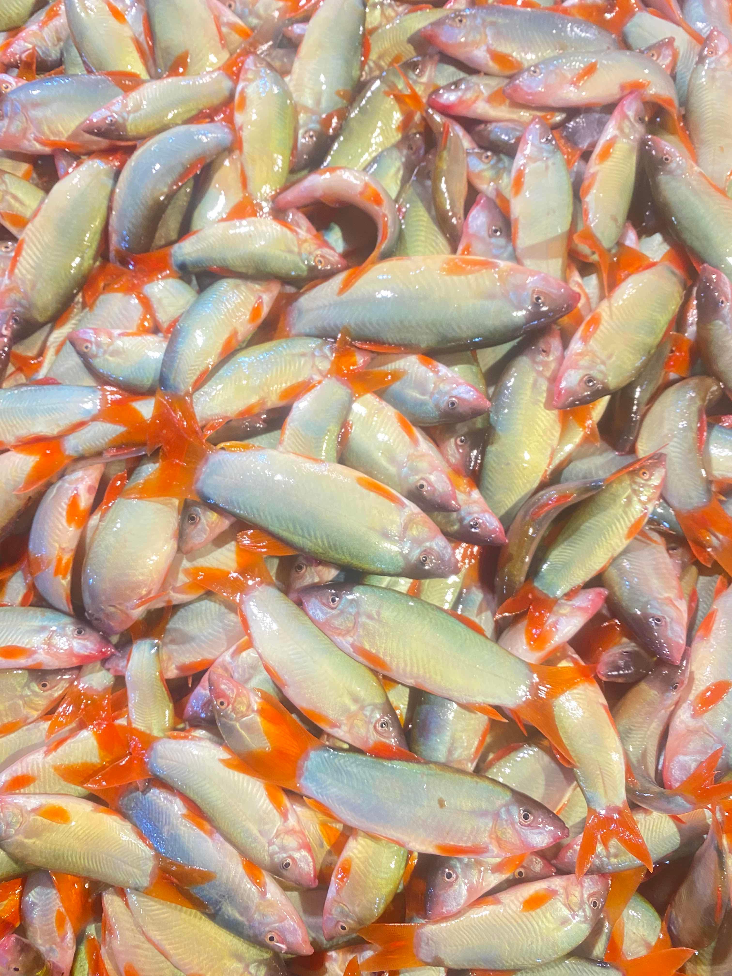 ត្រីកាជ្រូក