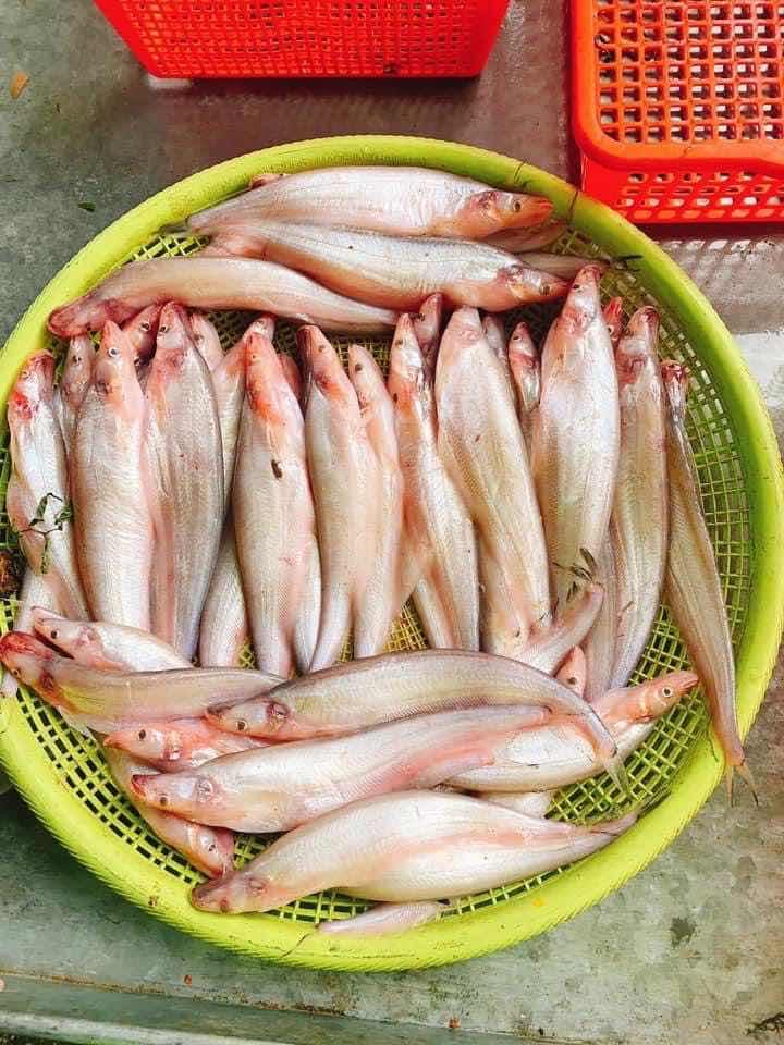 ត្រីកេសតូច