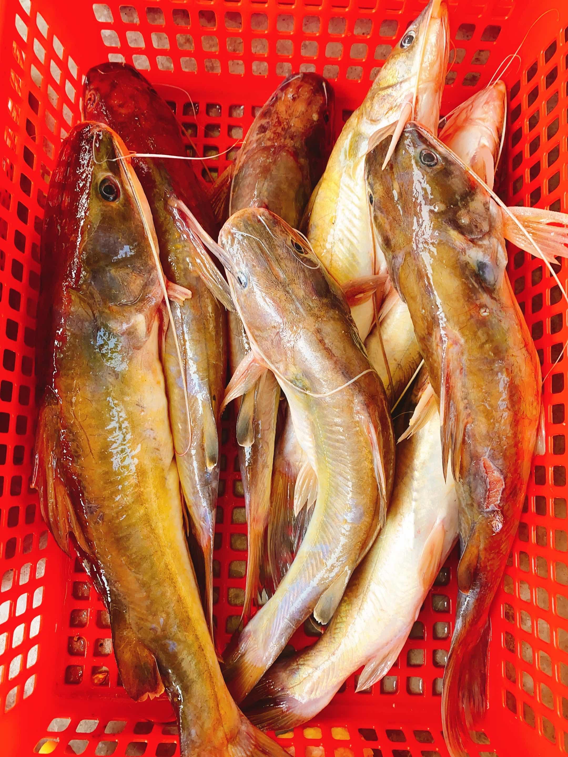 ត្រីឆ្លាំងធម្មជាតិ