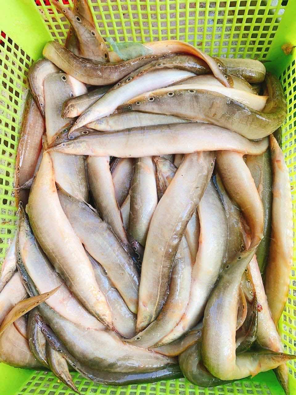 ត្រីឆ្លូញ