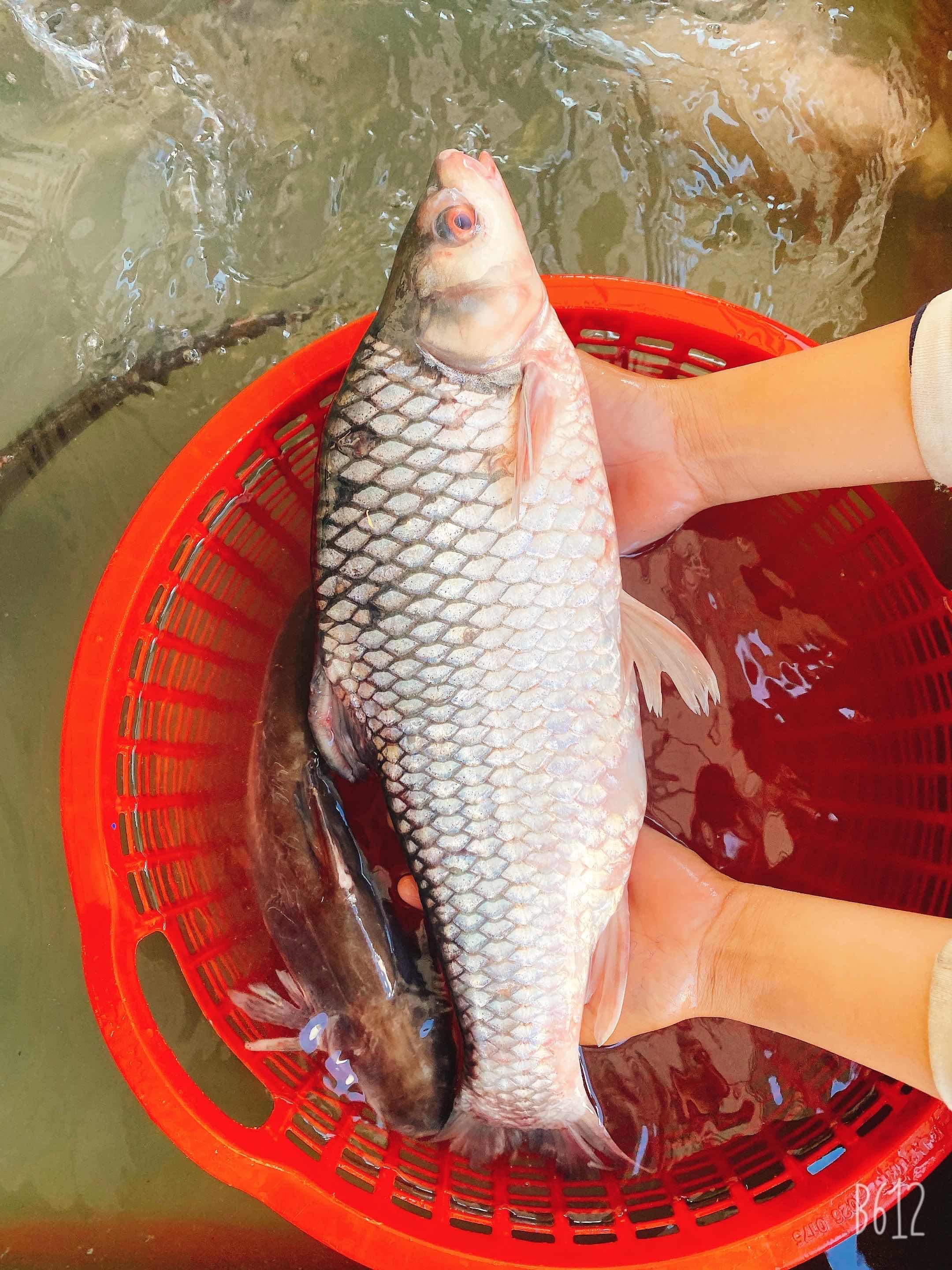 ត្រីឆ្កោកតូច