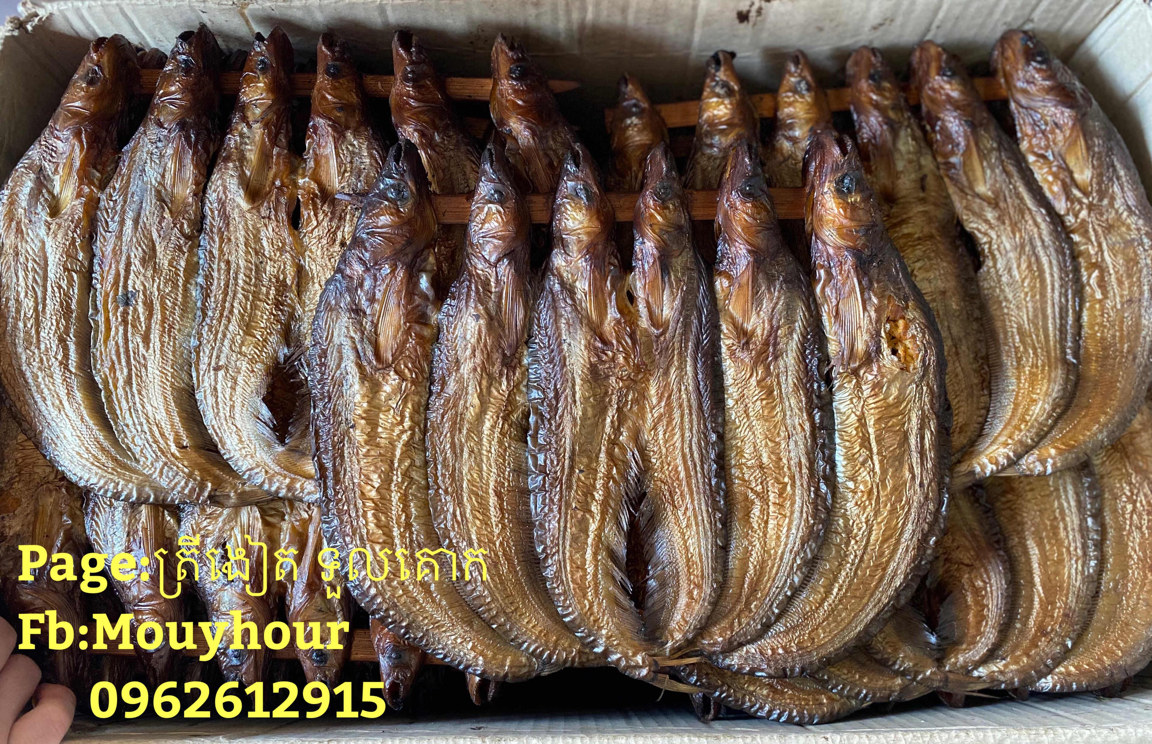 ត្រីឆ្អើកេសក្បាល6