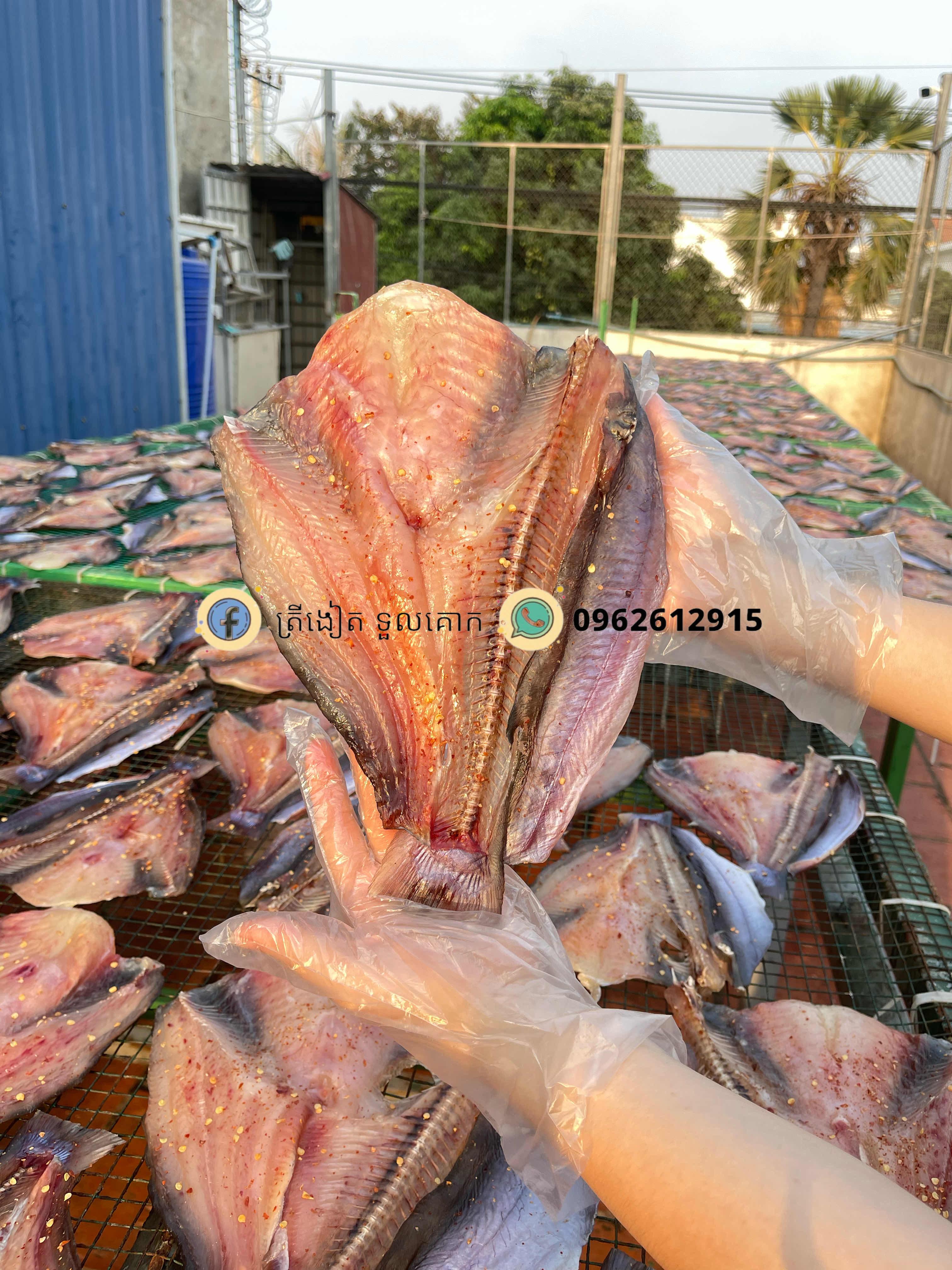 ត្រីកែទន្លេមូល