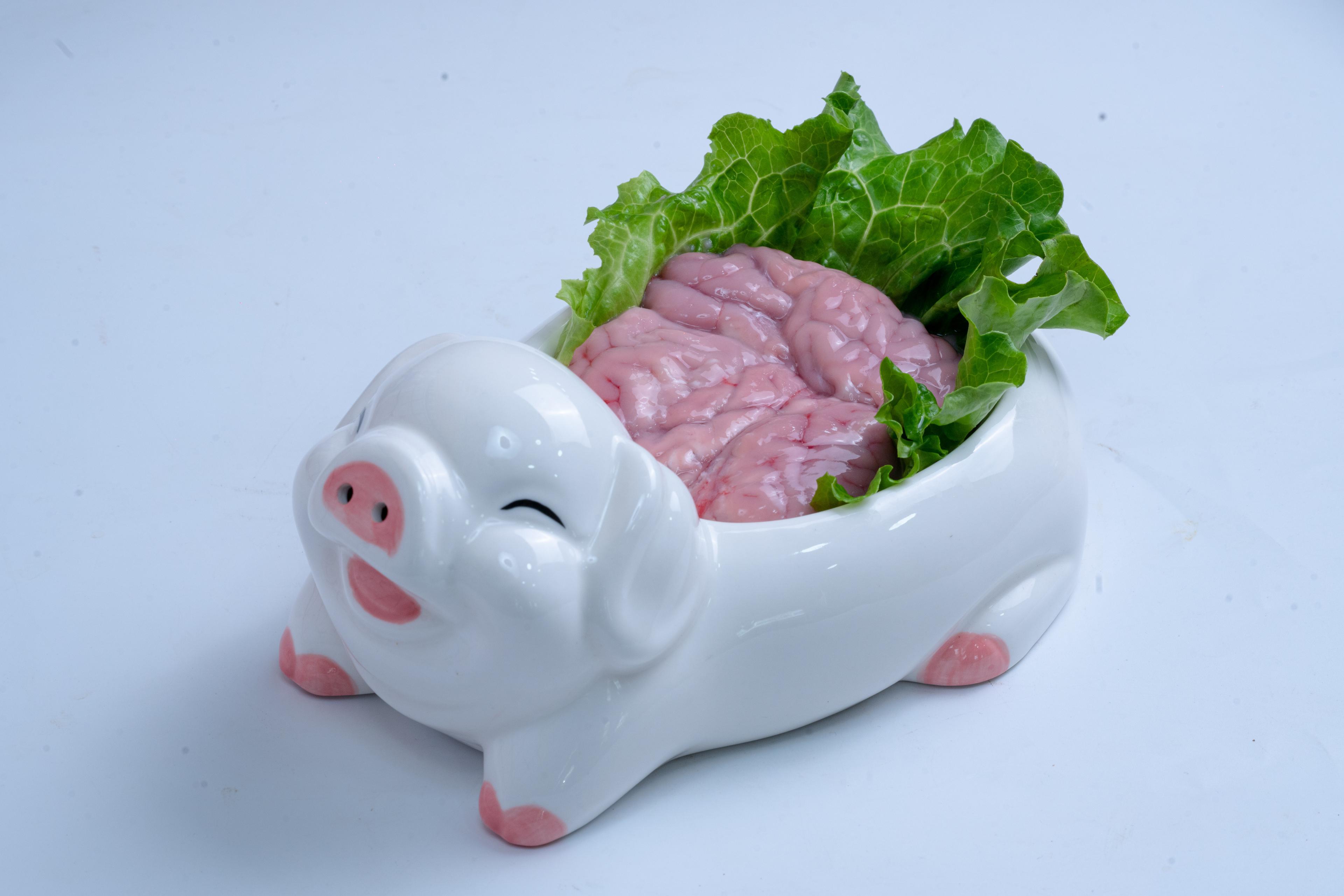 Pig Brain