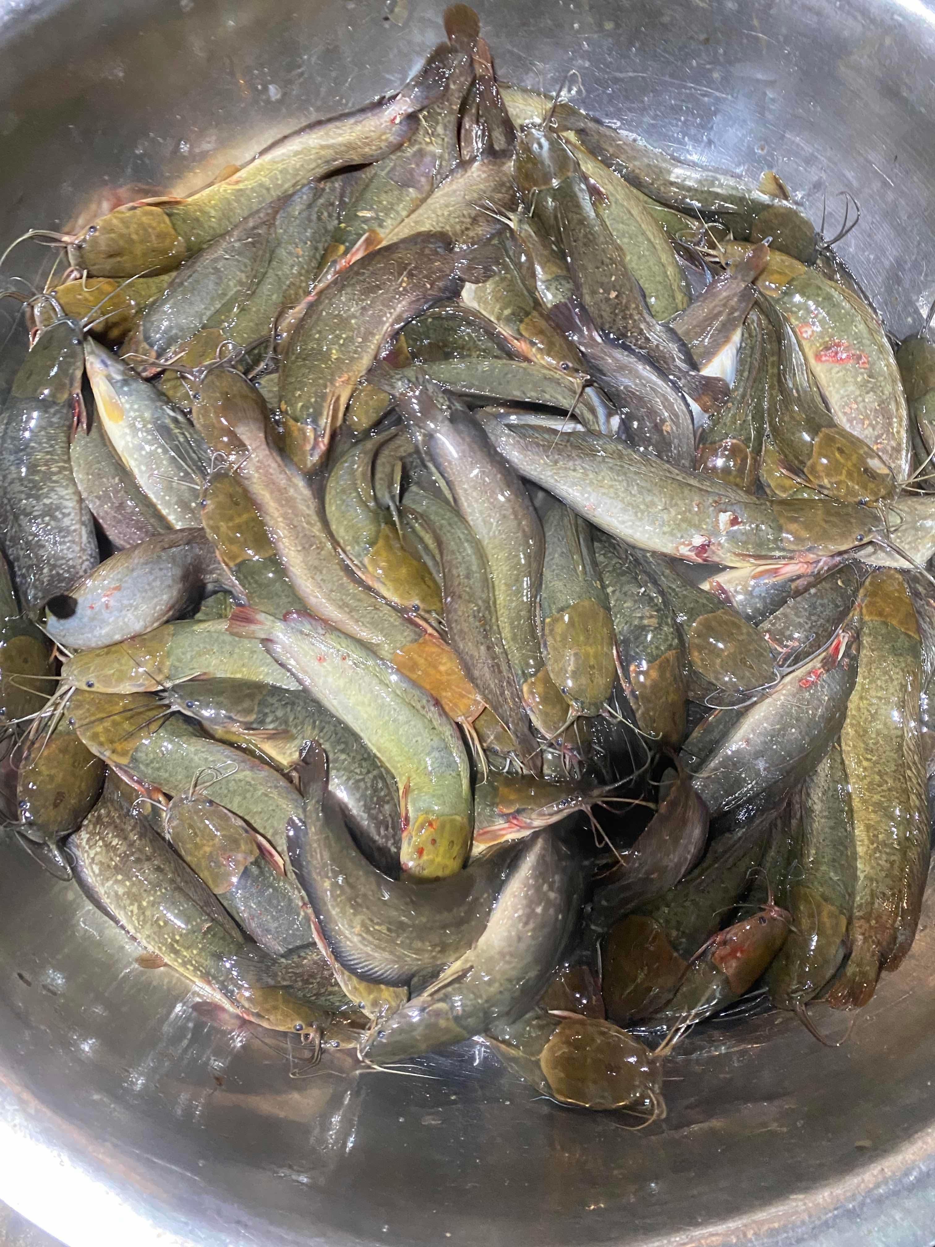 ត្រីអណ្តែងស្រែ