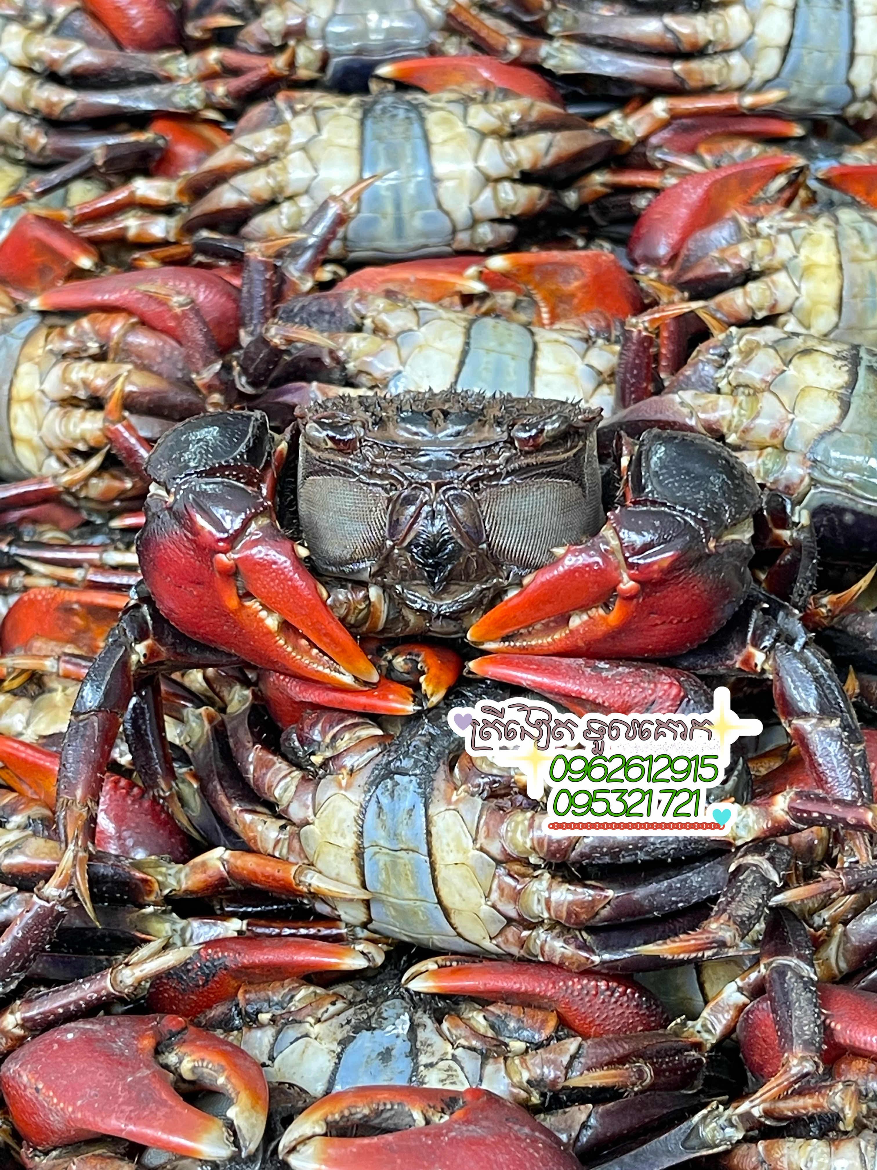 ក្តាមប្រៃ