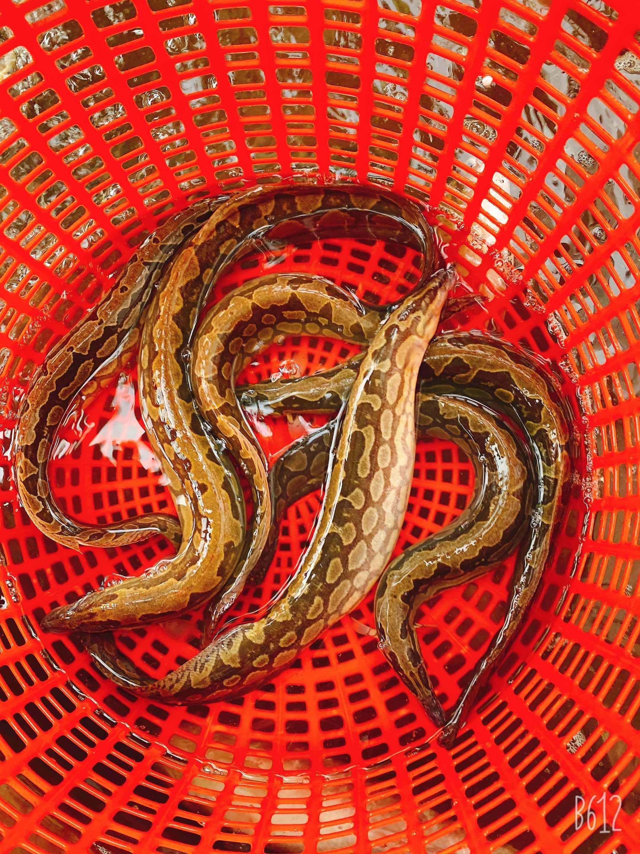ត្រីខ្ជឹង