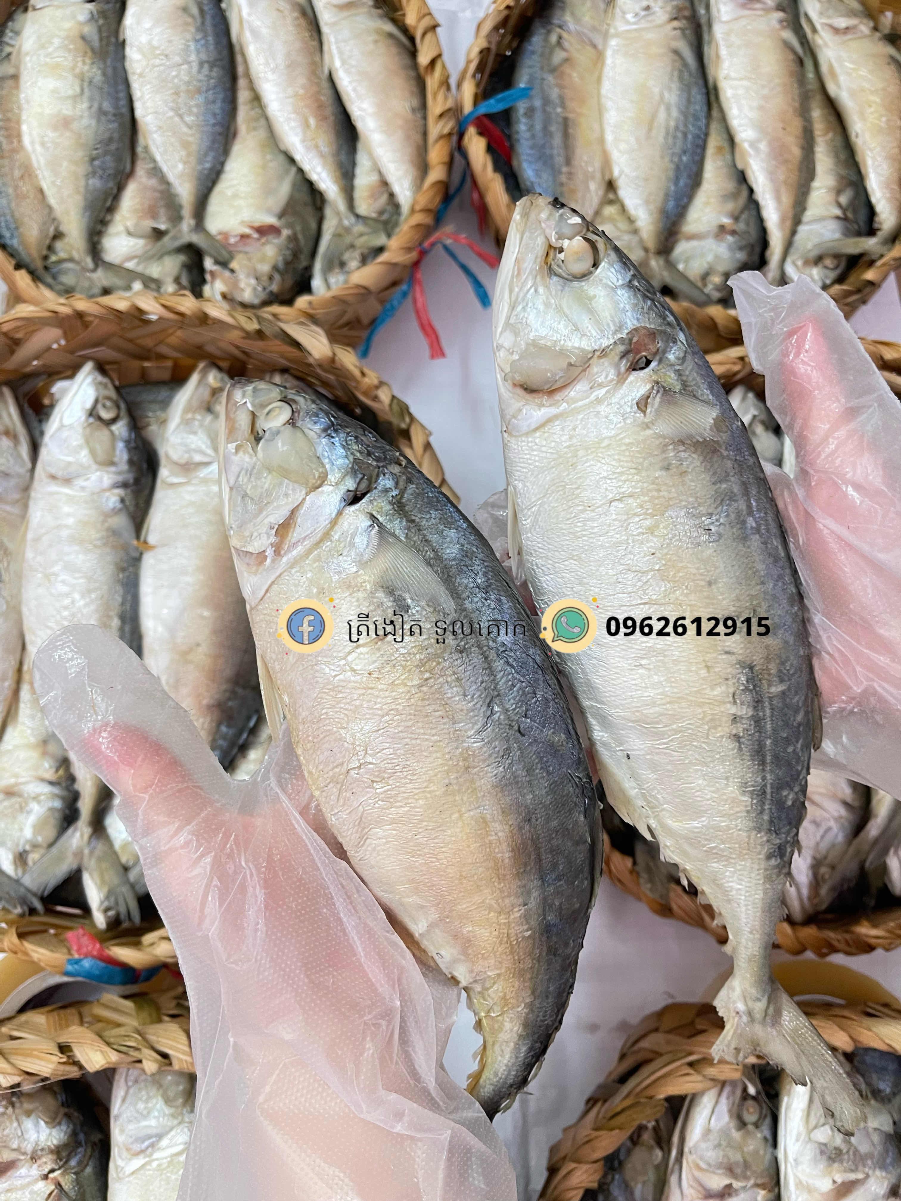 ត្រីចំហុយខ្នាតយក្ស