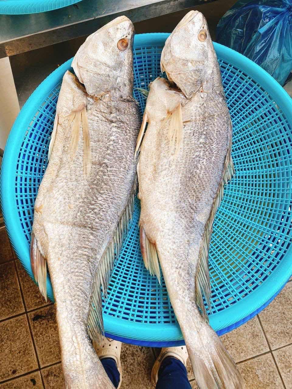 ត្រីប្រម៉ាស្អុយ