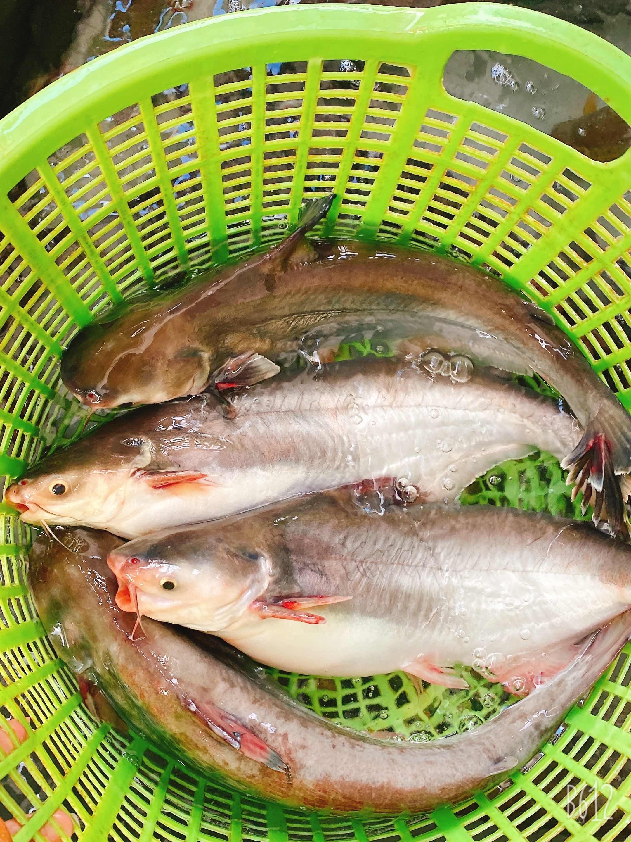 ត្រីកែ