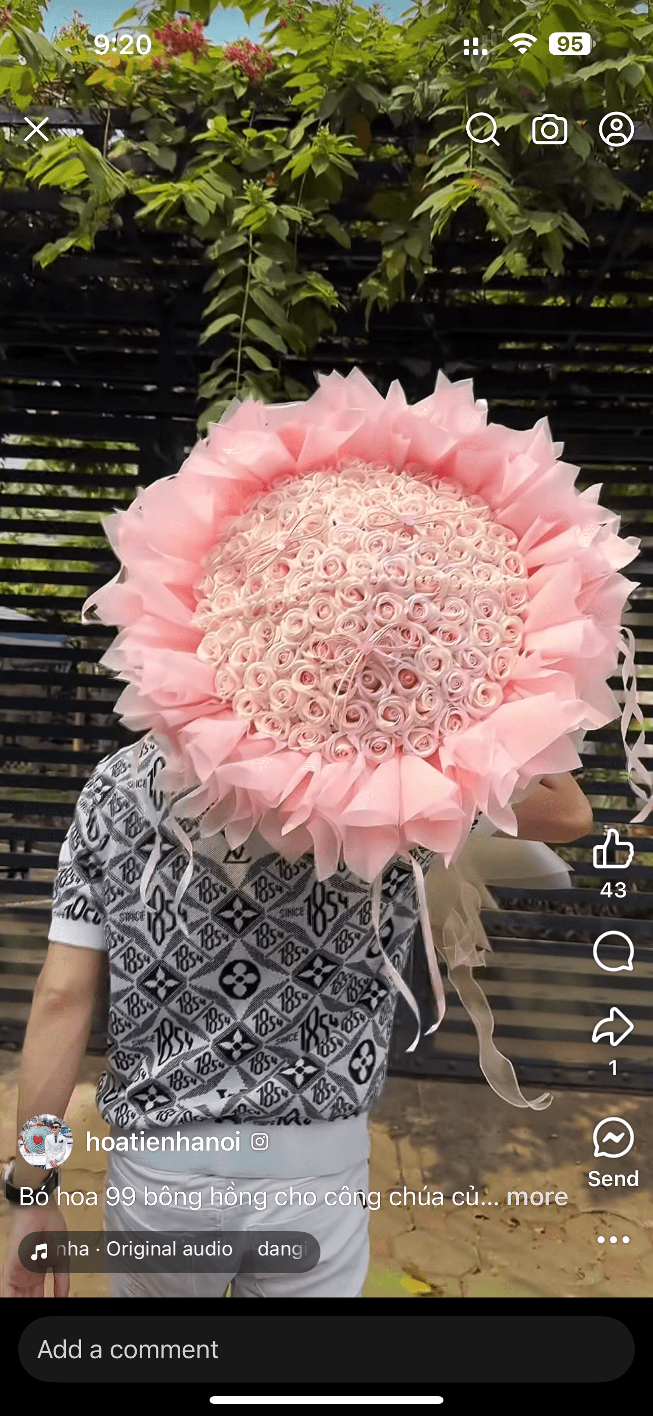 កុលាបឈូកសាច់ 99ទង