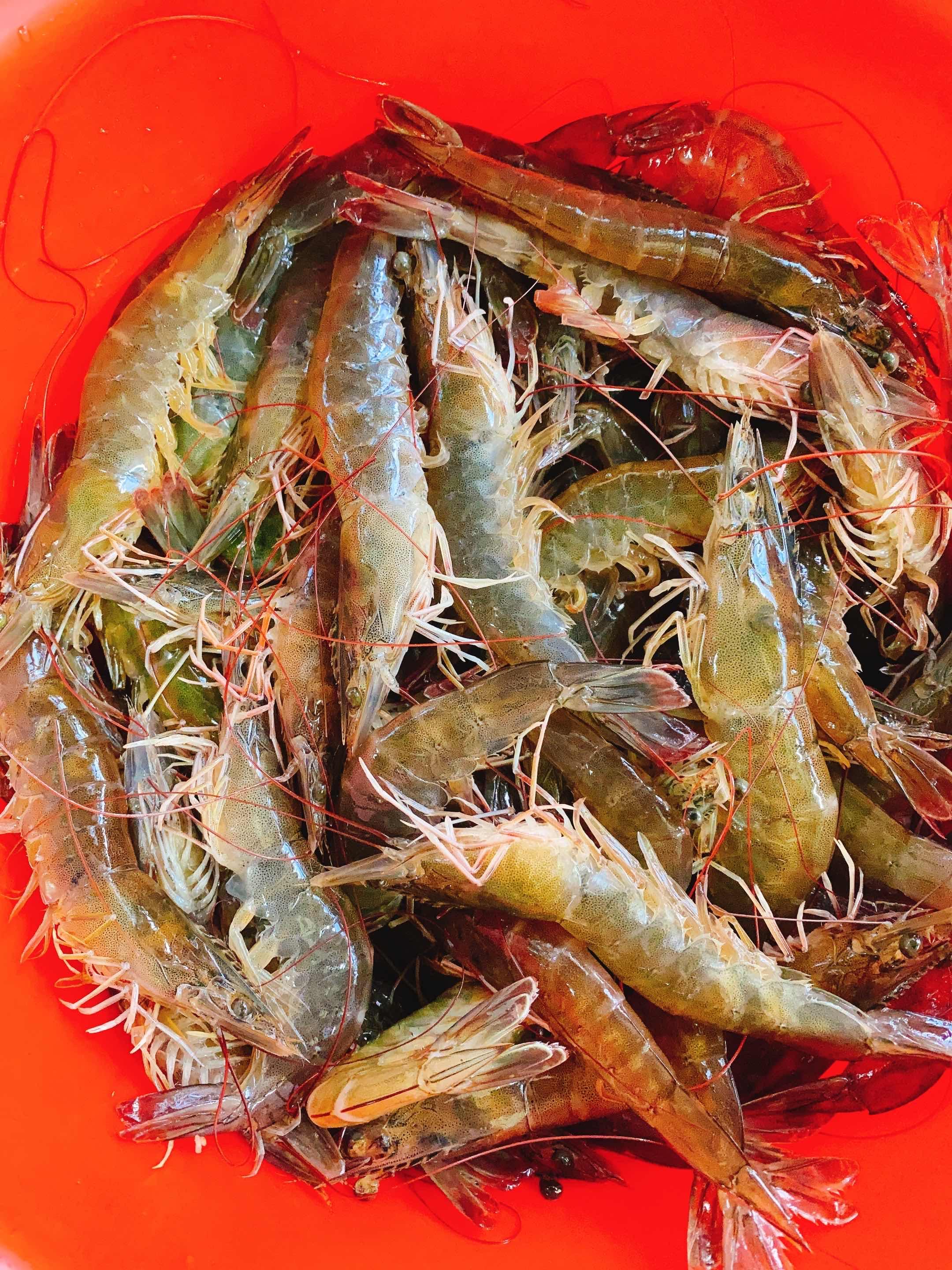 បង្គារស់រវើក