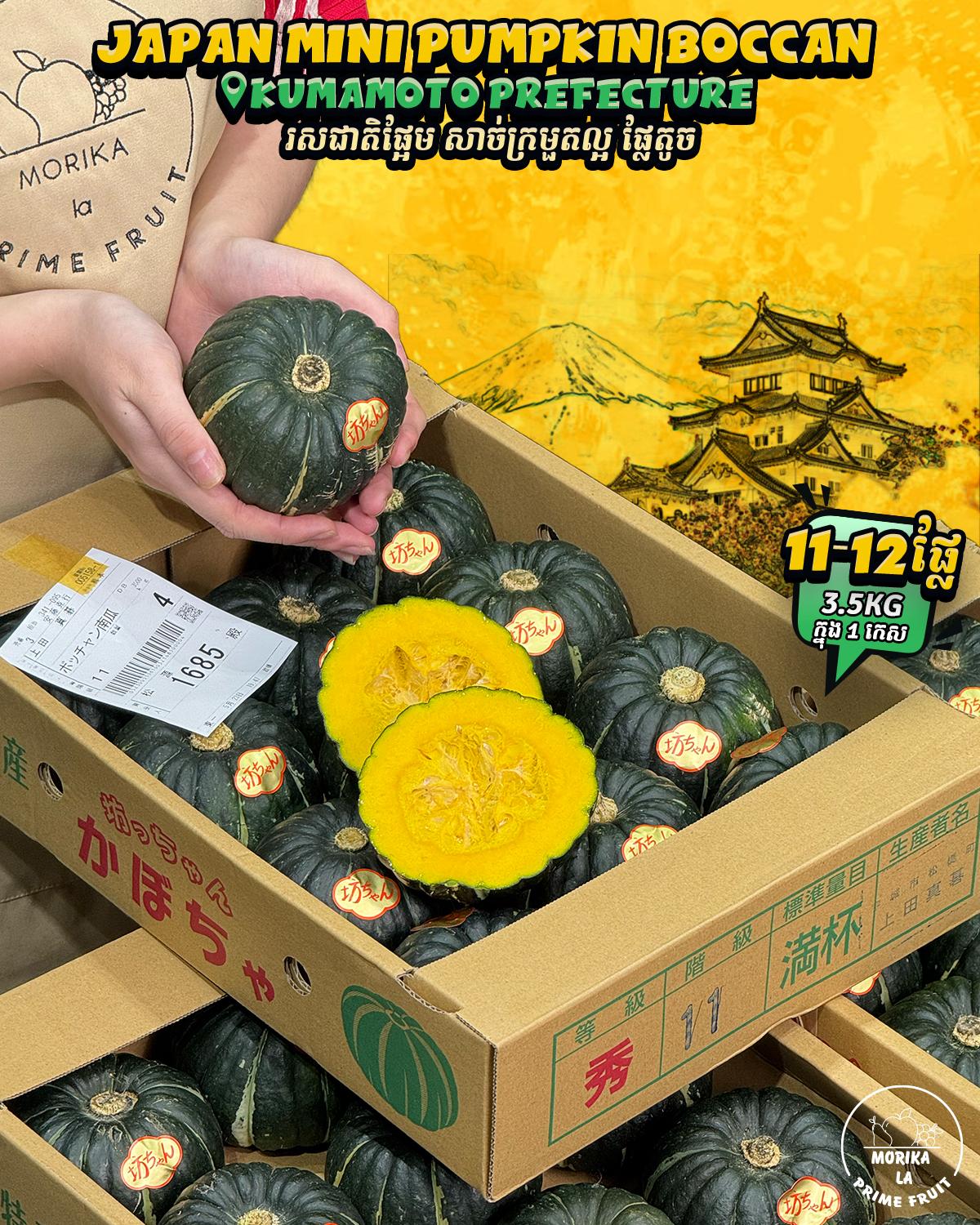 Japan Mini Pumpkin Bocchan 