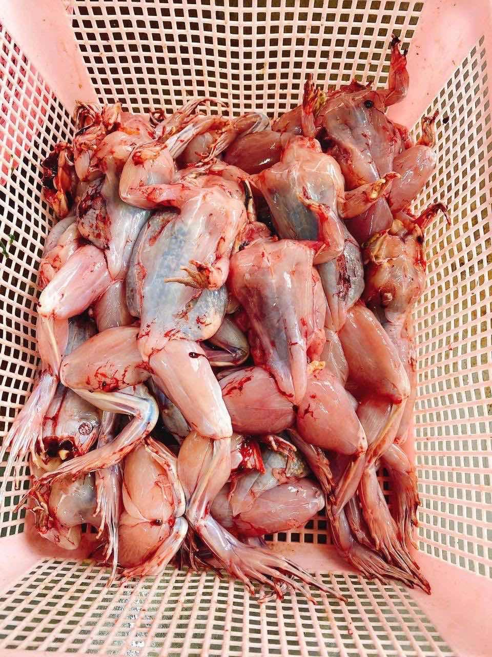 កង្កែបស្រែ