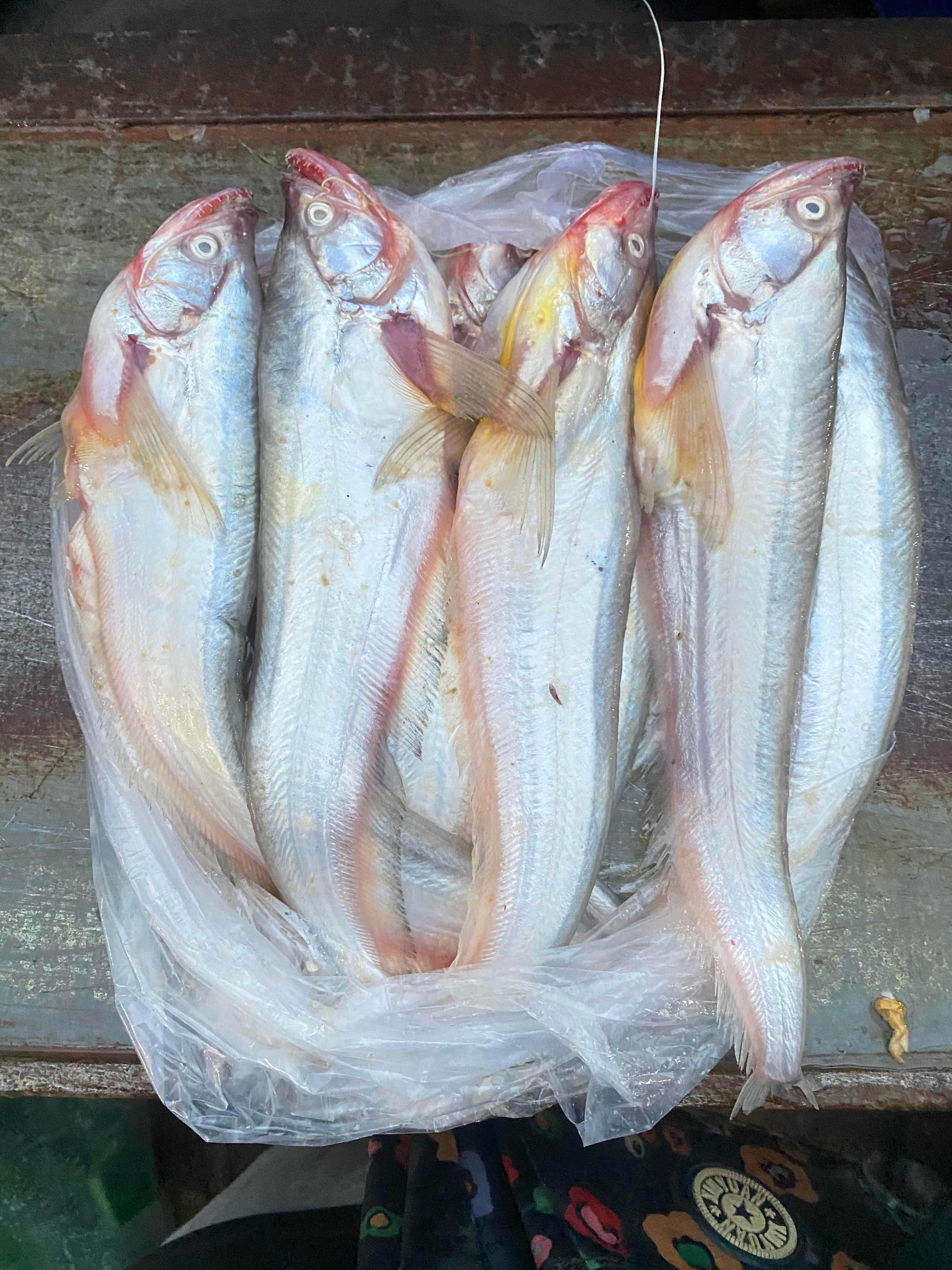 ត្រីក្លាំងហាយ