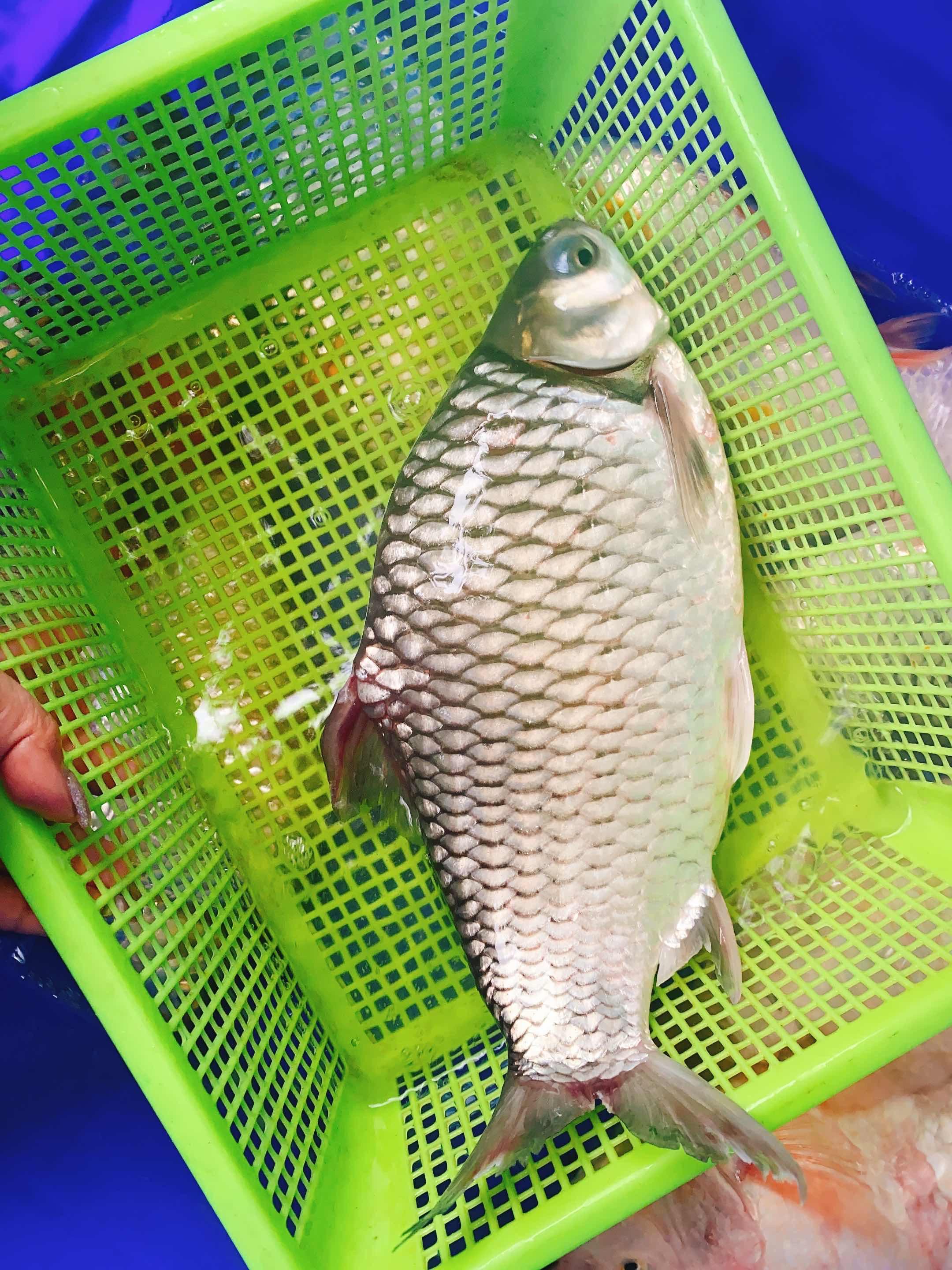 ត្រីឆ្ពិន
